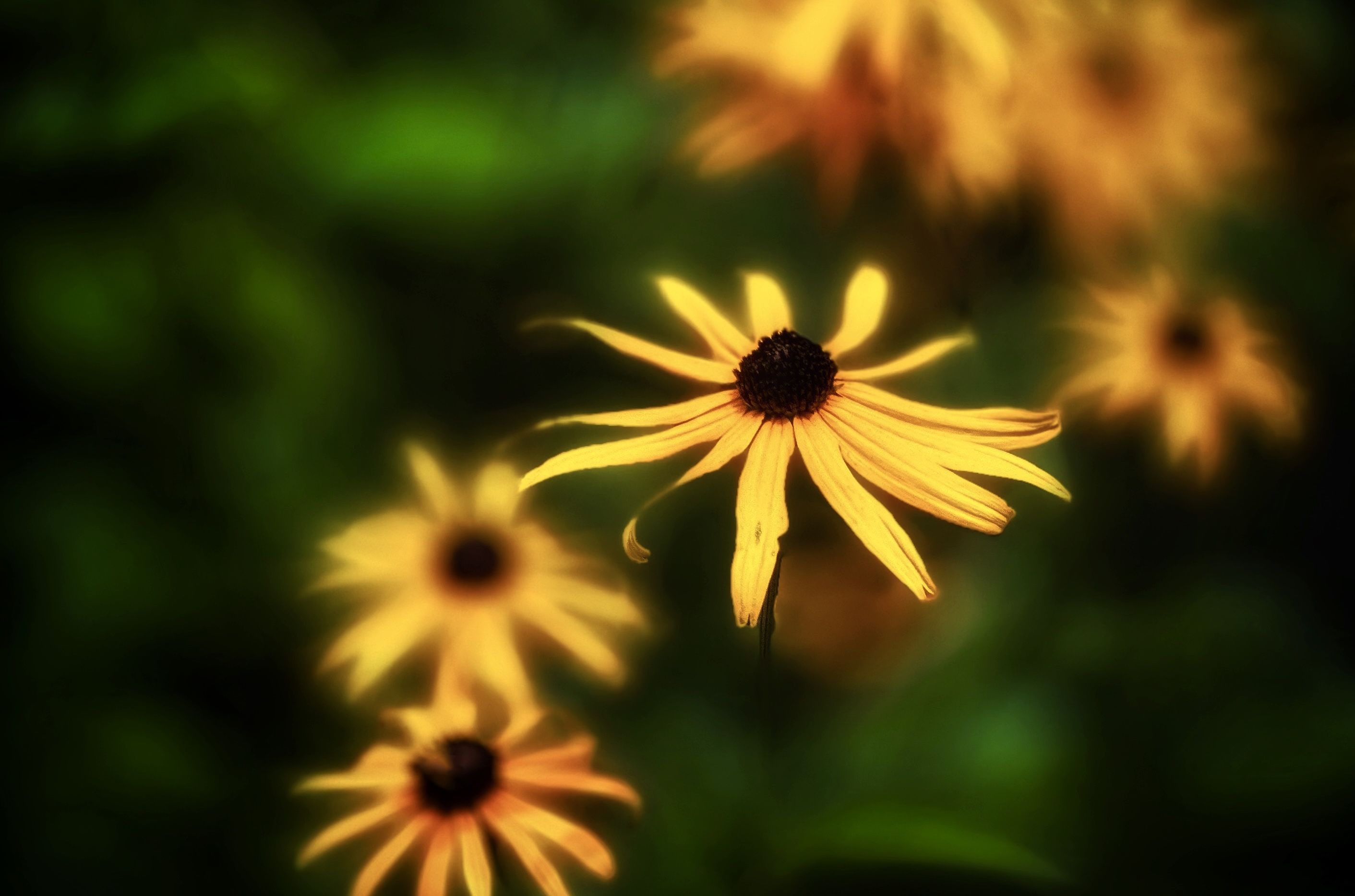 2823x1868 Impressions Of Black Eyed Susans