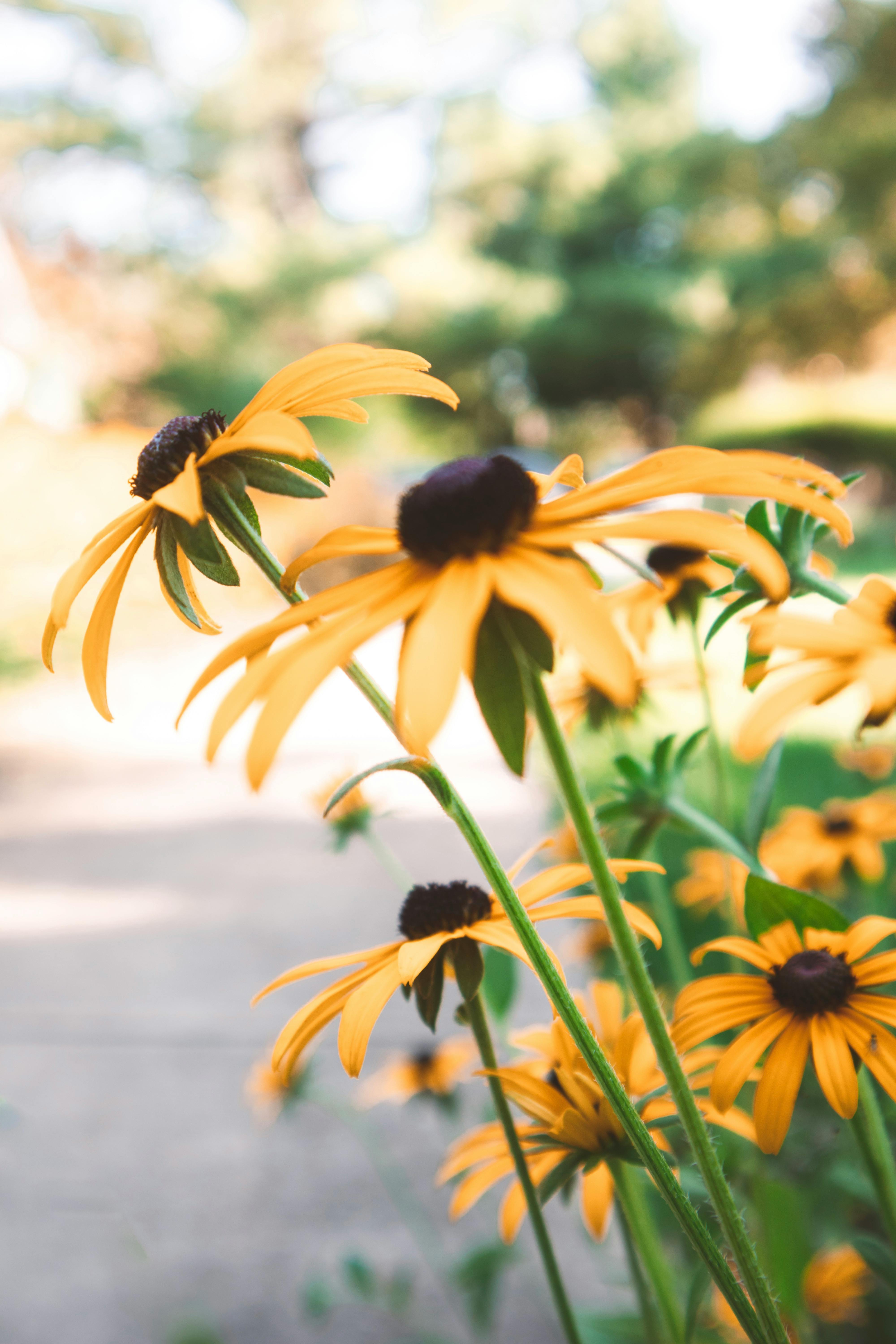 4000x6000 Beautiful Black Eyed Susan Flowers in Bloom · Free