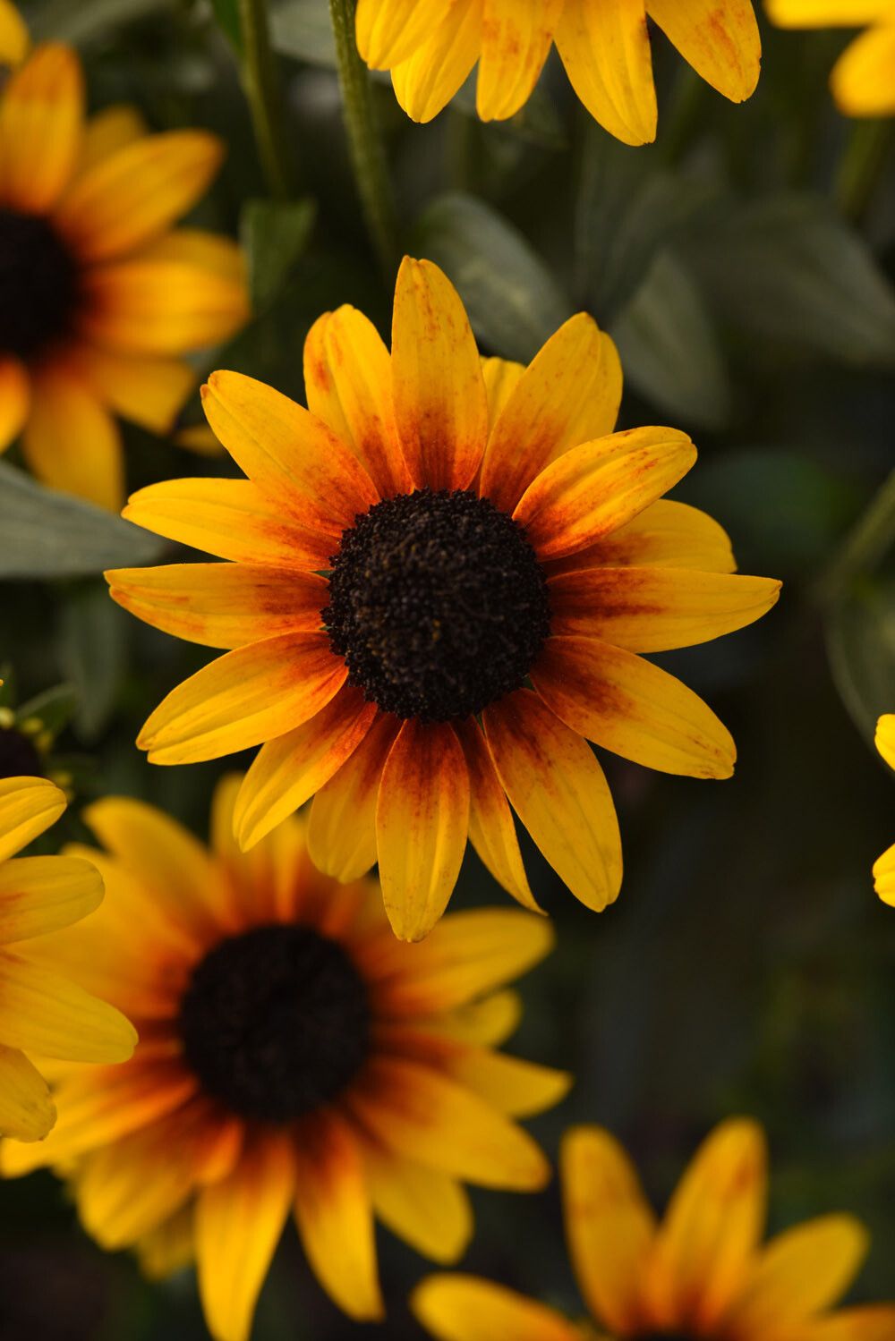 1000x1499 Rudbeckia Black Eyed Susan Creek Gardens Sugar Creek Gardens. Plant Nursery For Missouri & Illinois