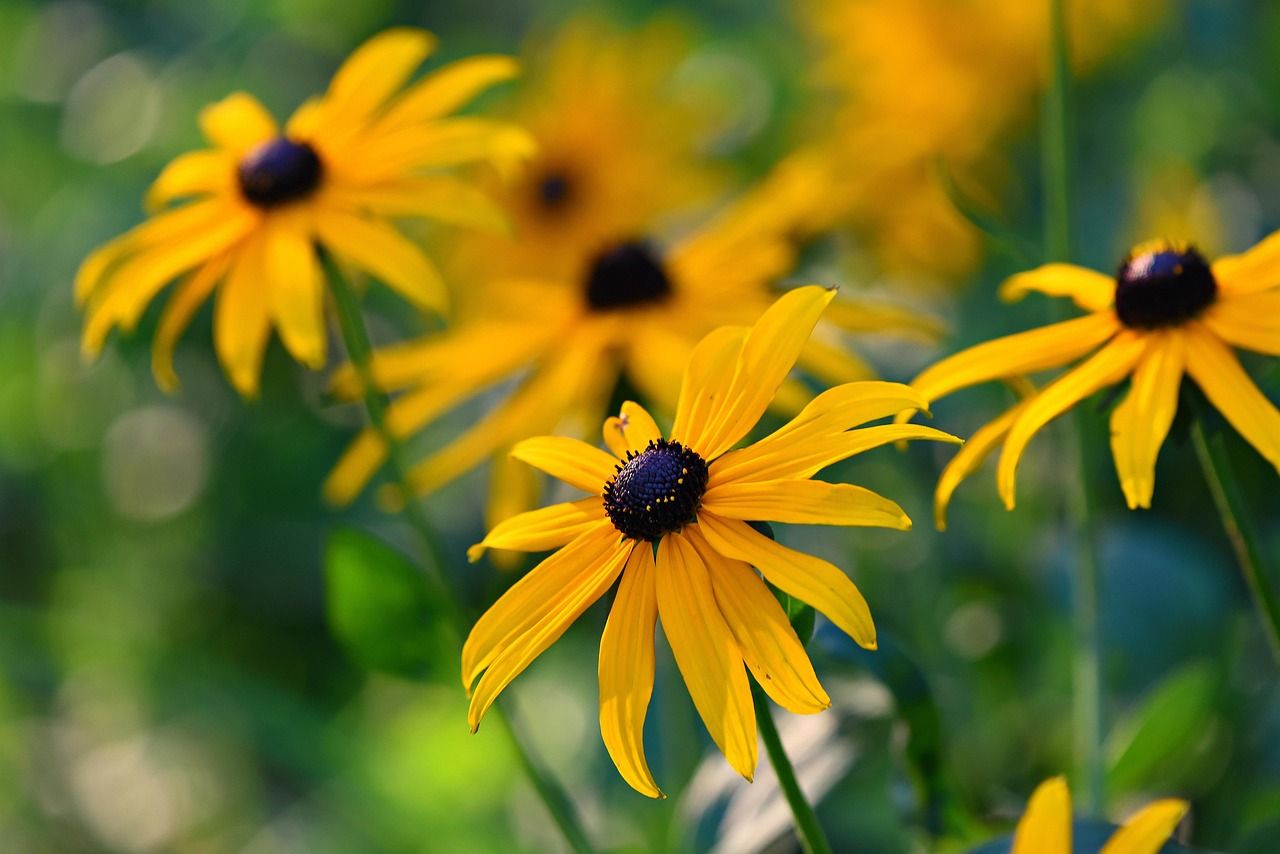 1280x854 Rudbeckia Black Eyed Susan Flower