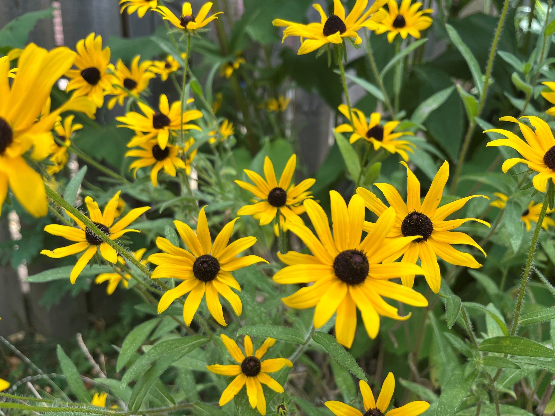 1920x1440 Rudbeckia Hirta Eyed Susan