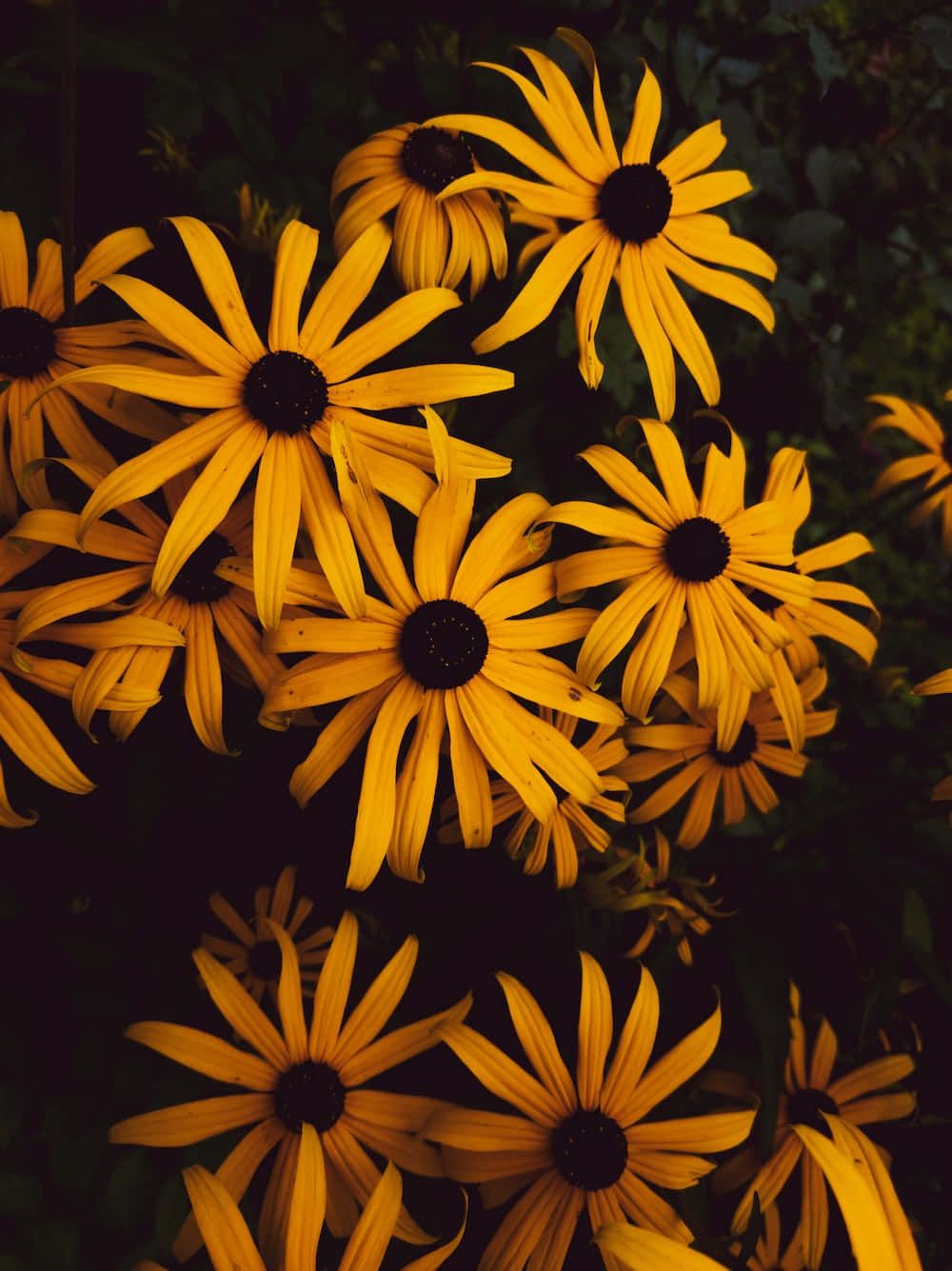 1000x1335 Download Brighten Up Any Day with Black Eyed Susan Wallpaper