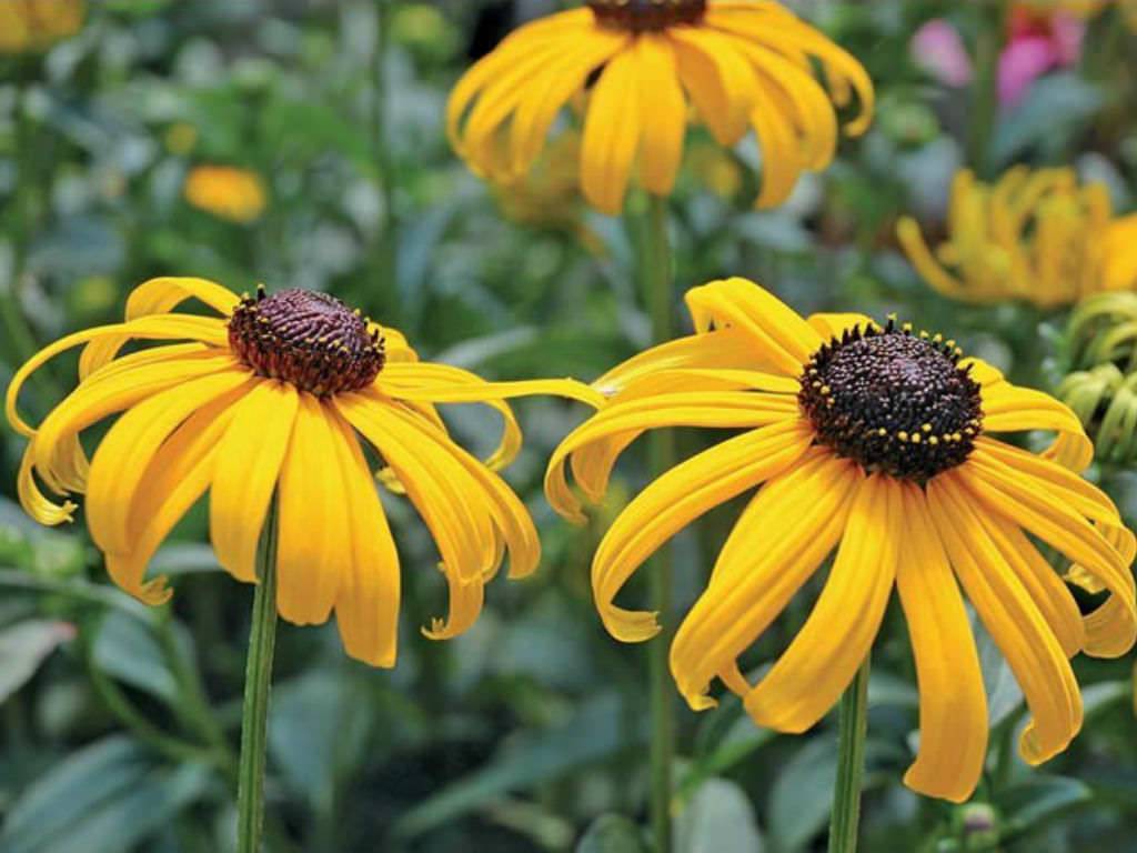 1024x768 Black Eyed Susan Early Bird Gold