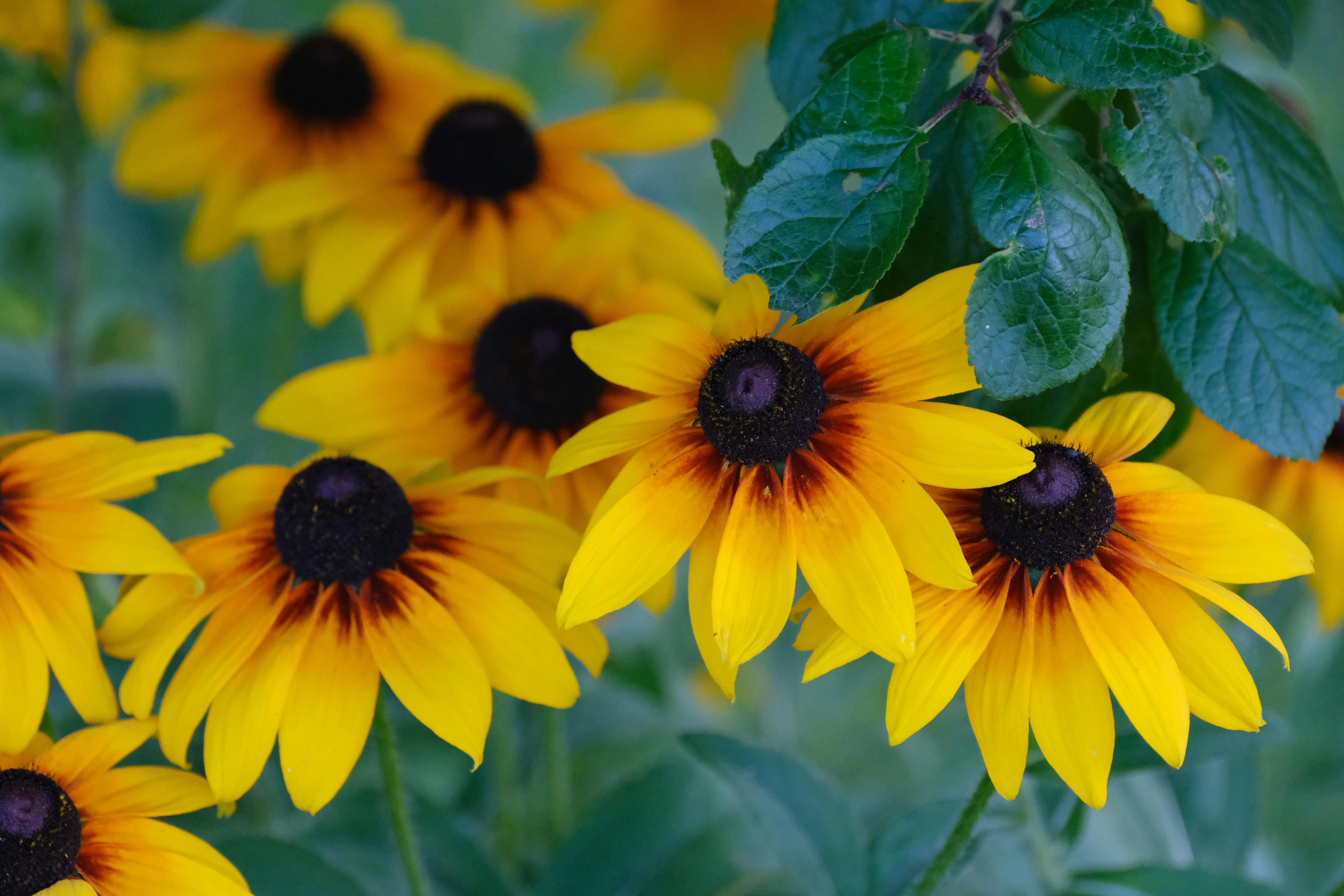 4416x2944 Black Eyed Susan Flowers In Close Up Photography · Free