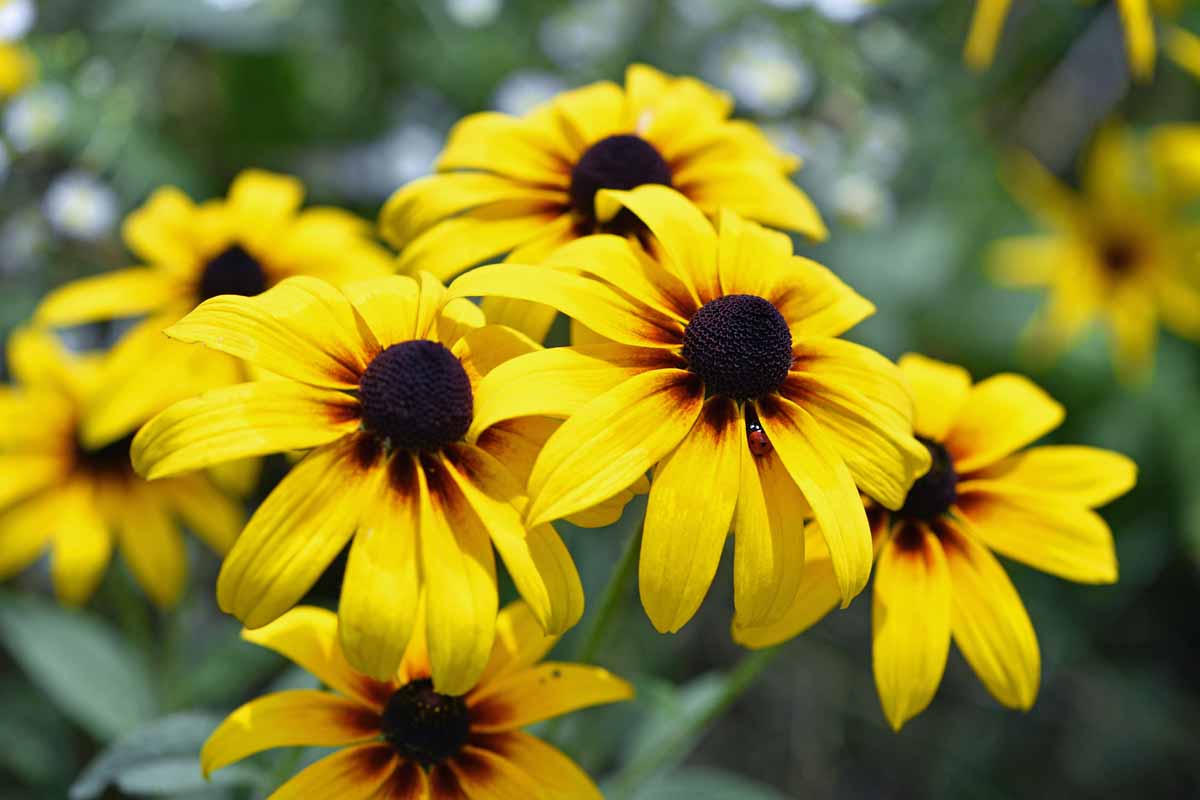 1200x800 Black Eyed Susan