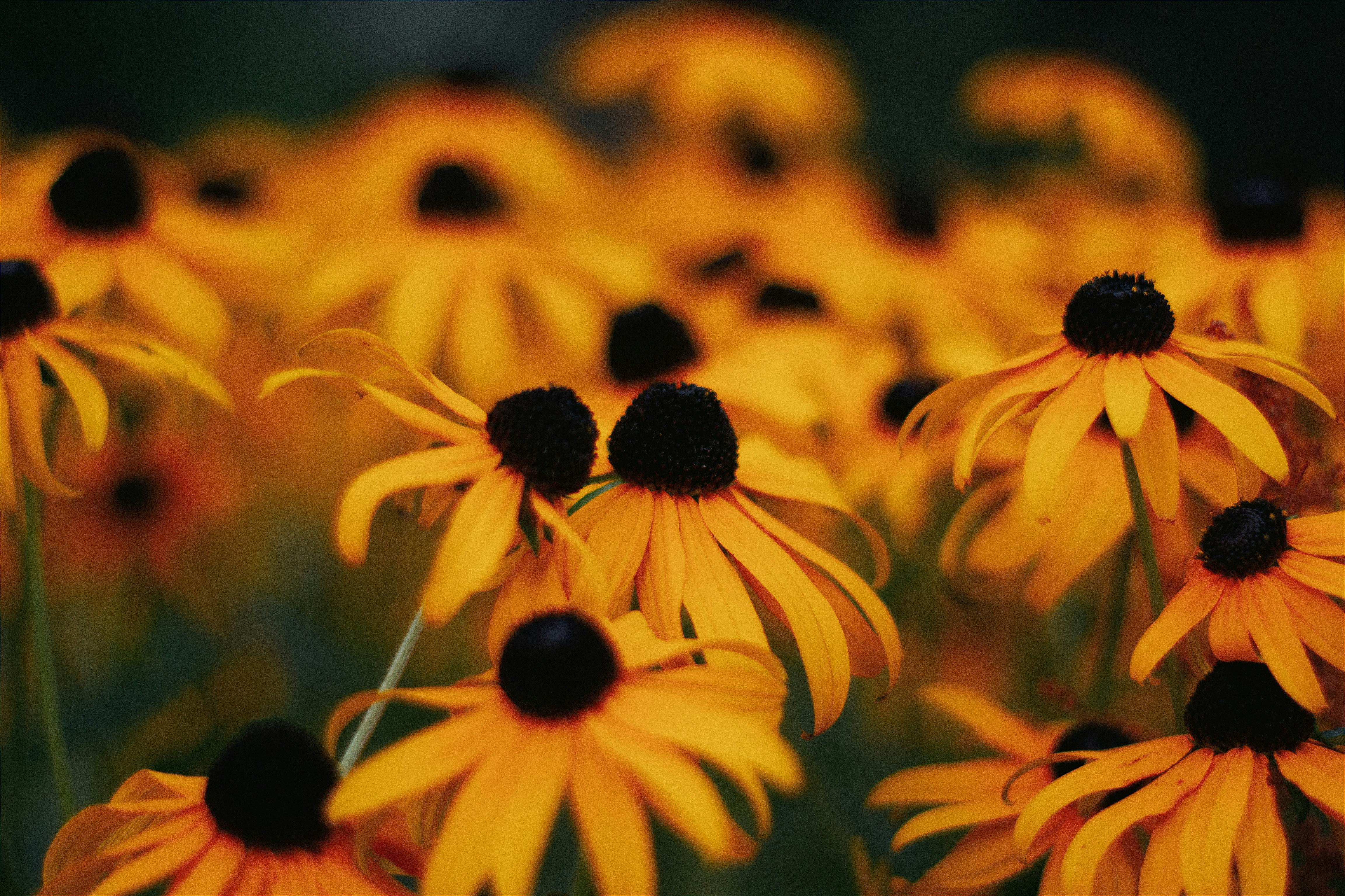 4608x3072 Black Eyed Susan Photo, Download The BEST Free Black Eyed Susan & HD Image