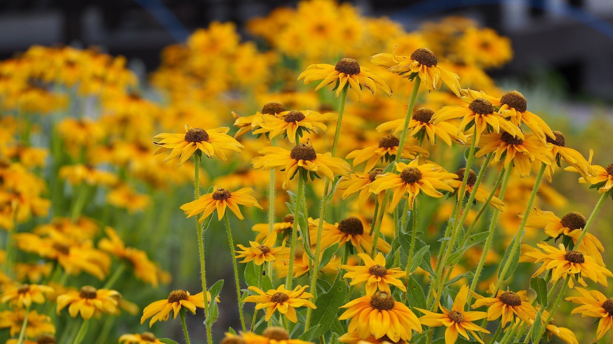 2048x1152 Black Eyed Susan Beautiful Wallpaper 117691