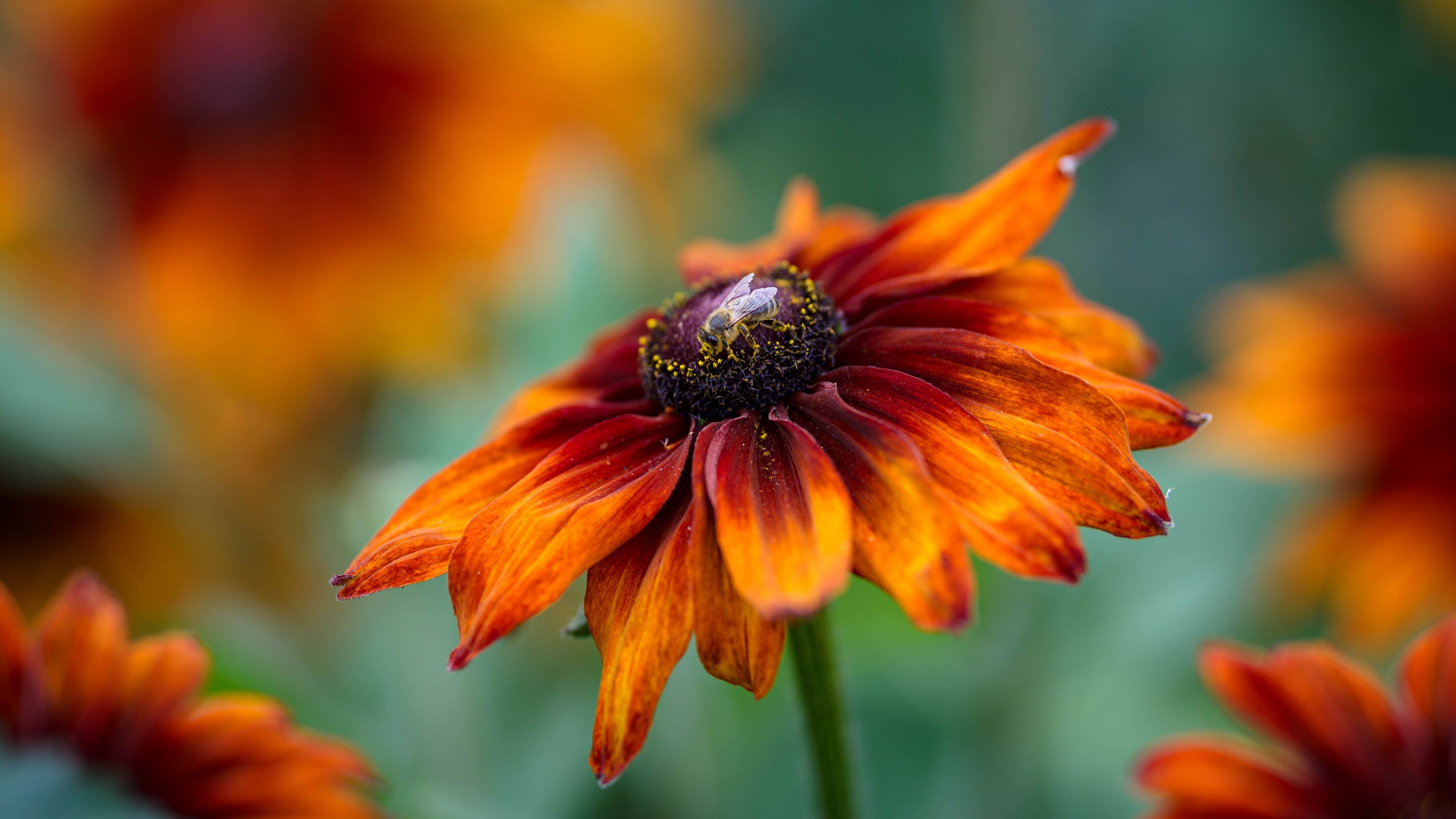 3840x2160 Download Fly Rudbeckia Flower Nature Black Eyed Susan 4k Ultra HD Wallpaperx2160