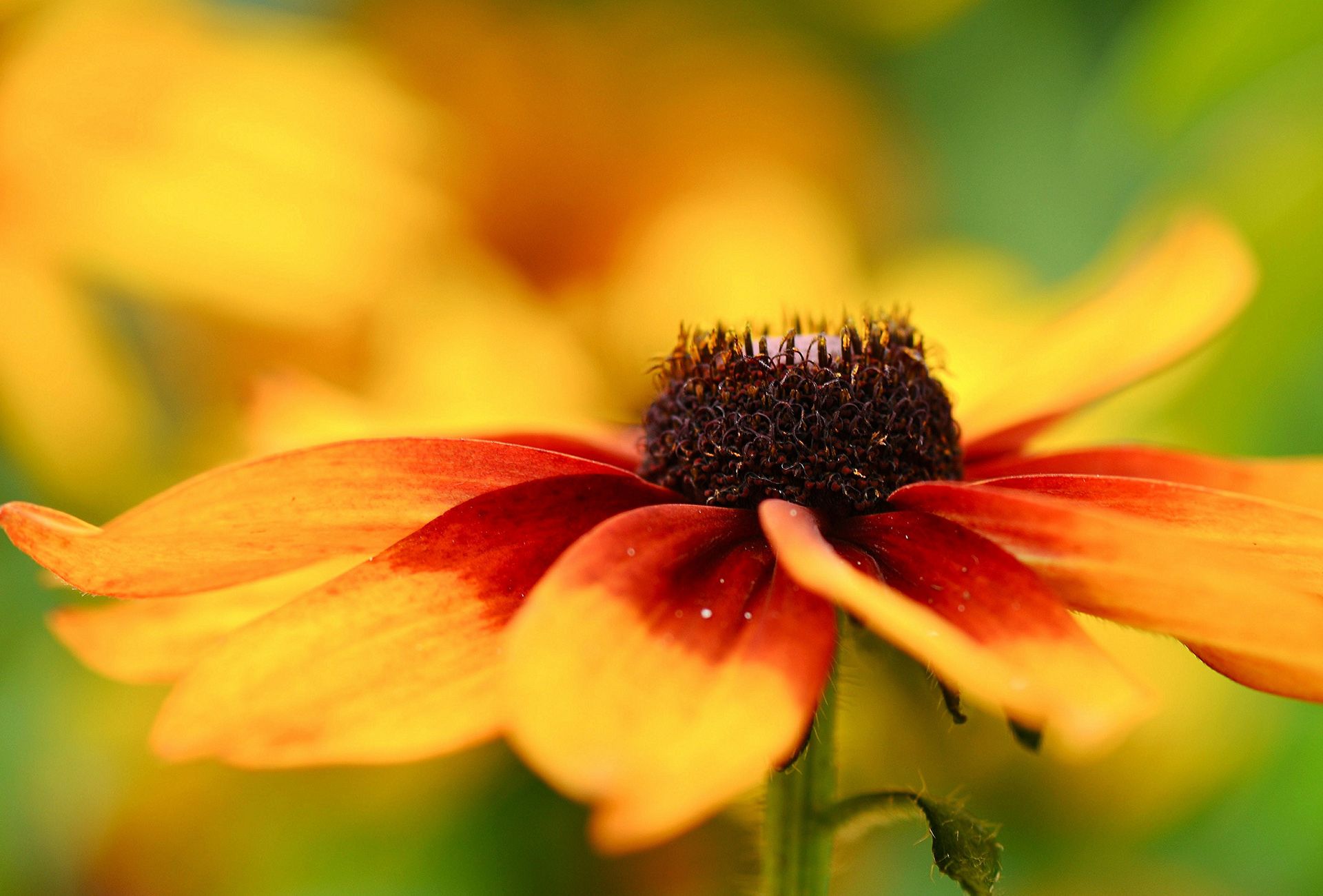 1920x1300 Black Eyed Susan Phone Wallpaper: Free 4K & HD Downloads