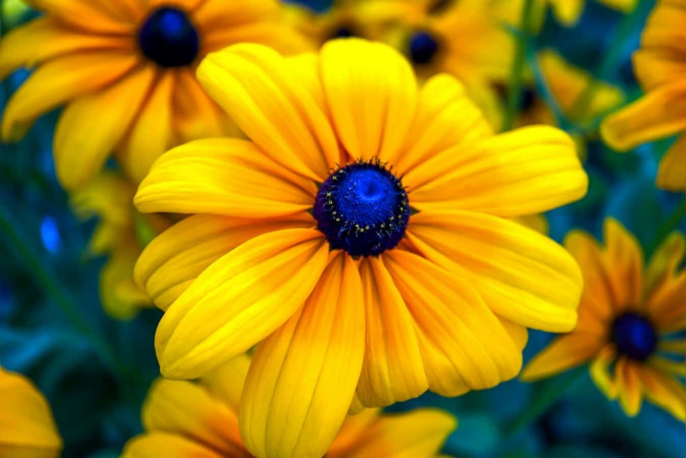 1349x900 Black Eyed Susan Wallpaper