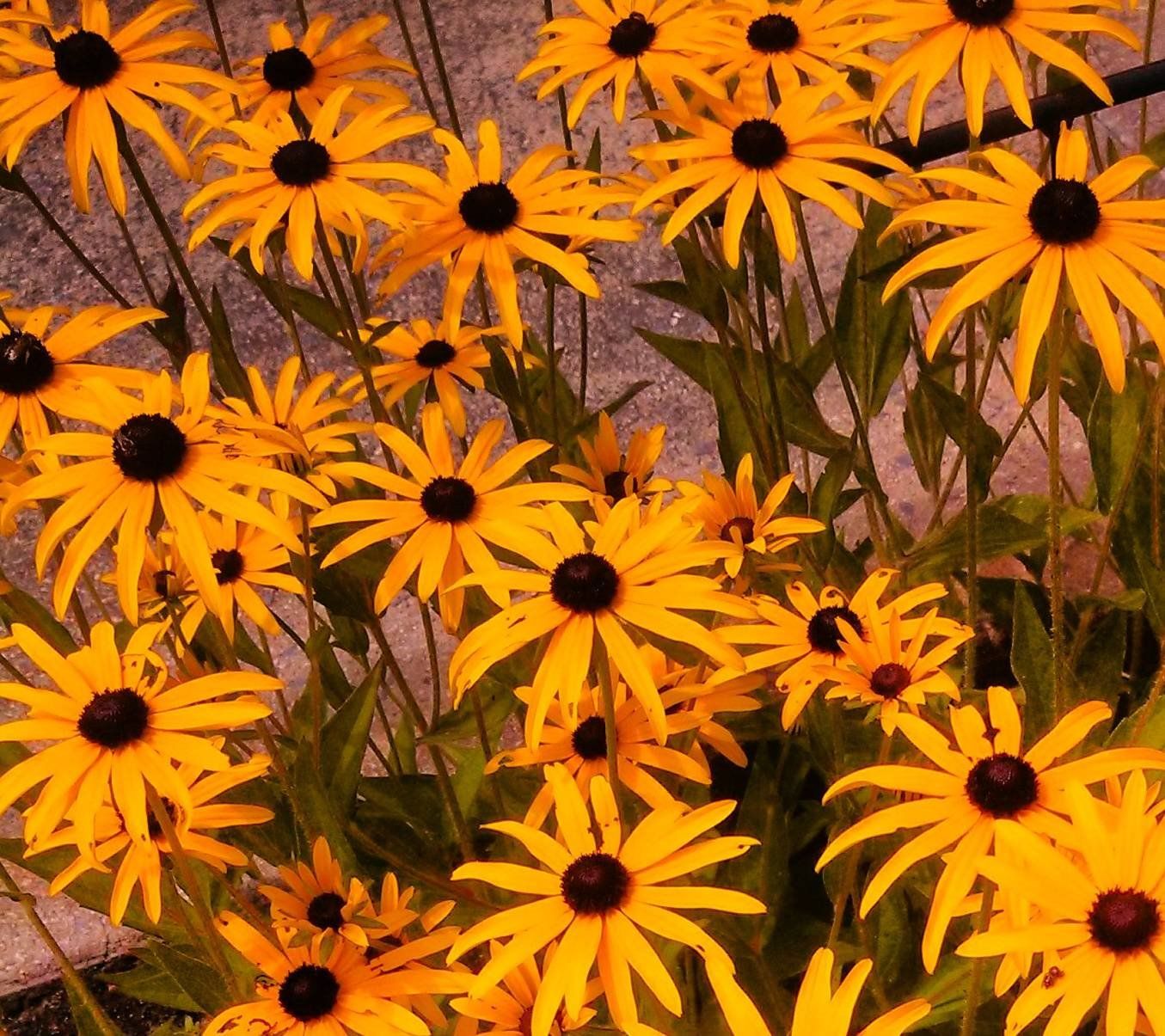 1355x1205 Black Eyed Susan Susan Flower HD Wallpaper 117706
