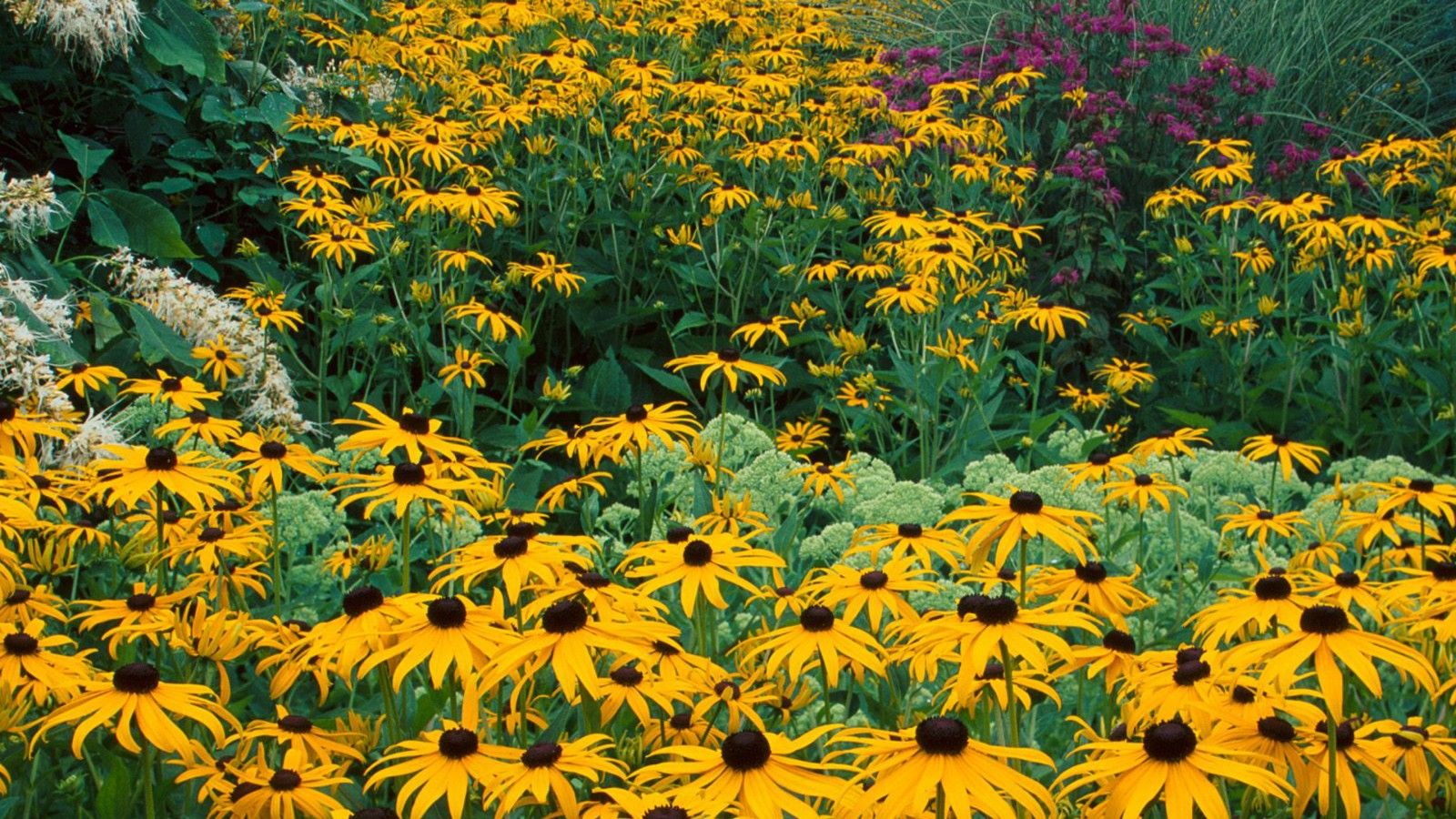 1600x900 Yellow Black Eyed Susan Seeds Flowers Field HD Flowers Wallpaper