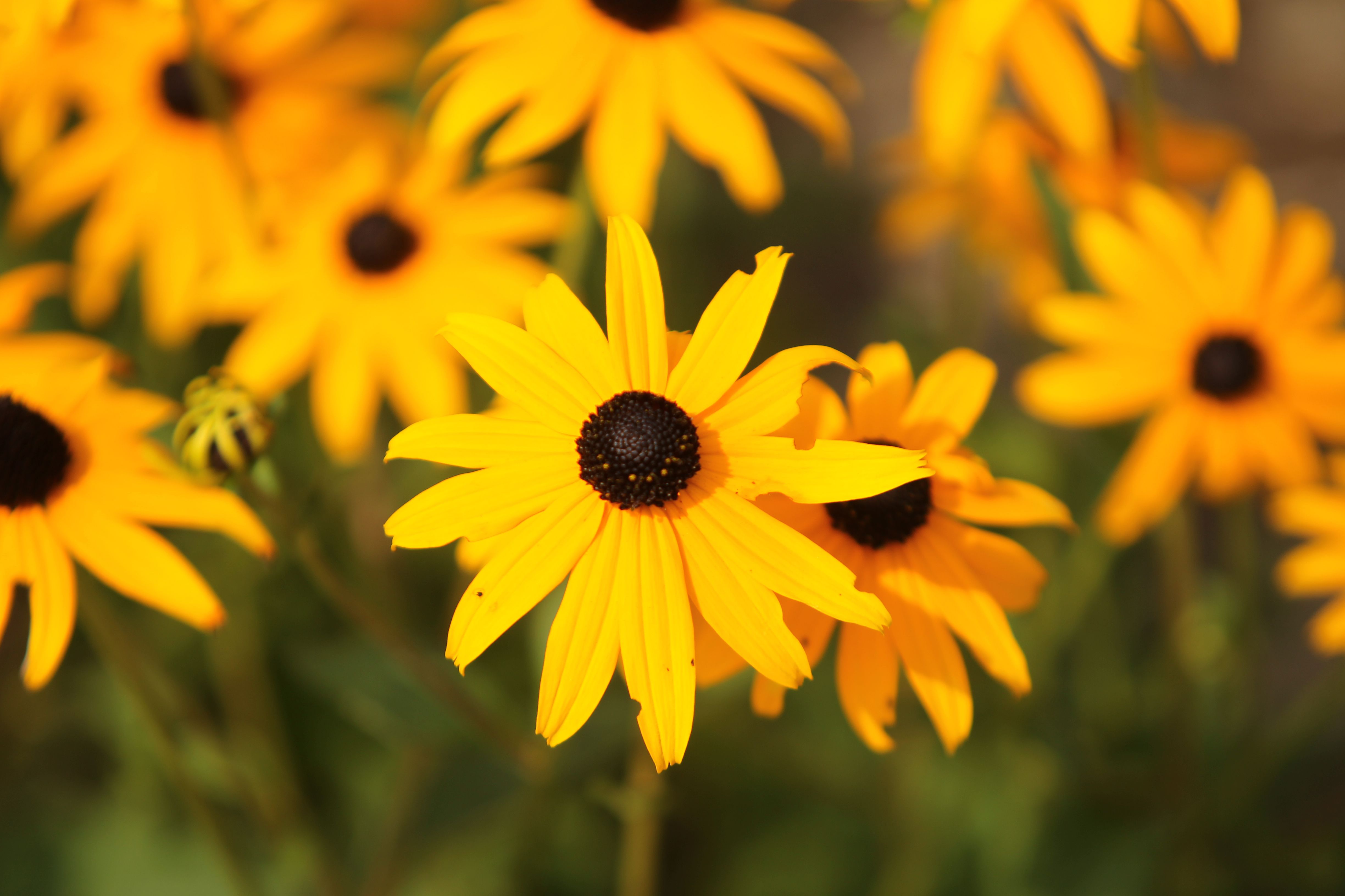 4896x3264 Honoring The Black Eyed Susan: Native Perennial Becomes The Official Flower Of Appalachian State University