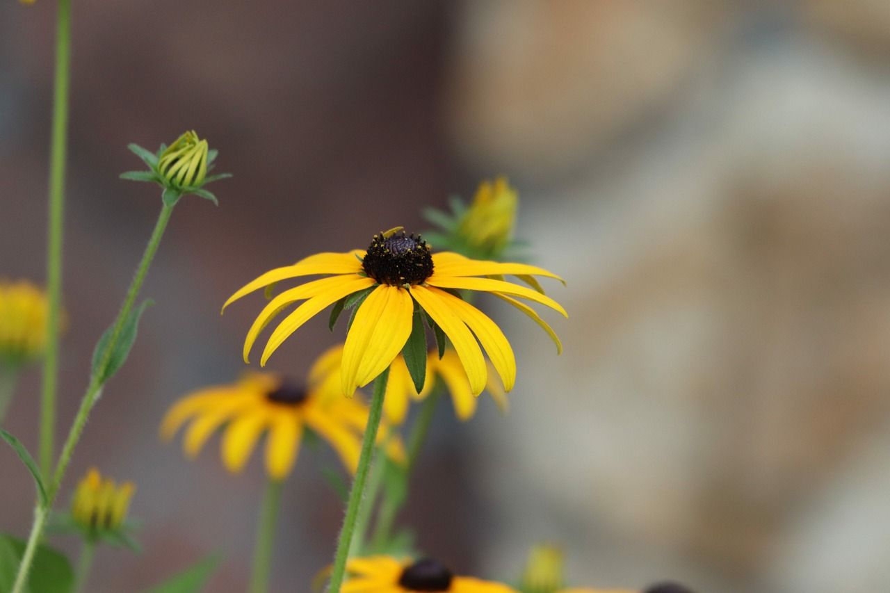 1280x853 Rudbeckia Hirta Black Eyed Susan