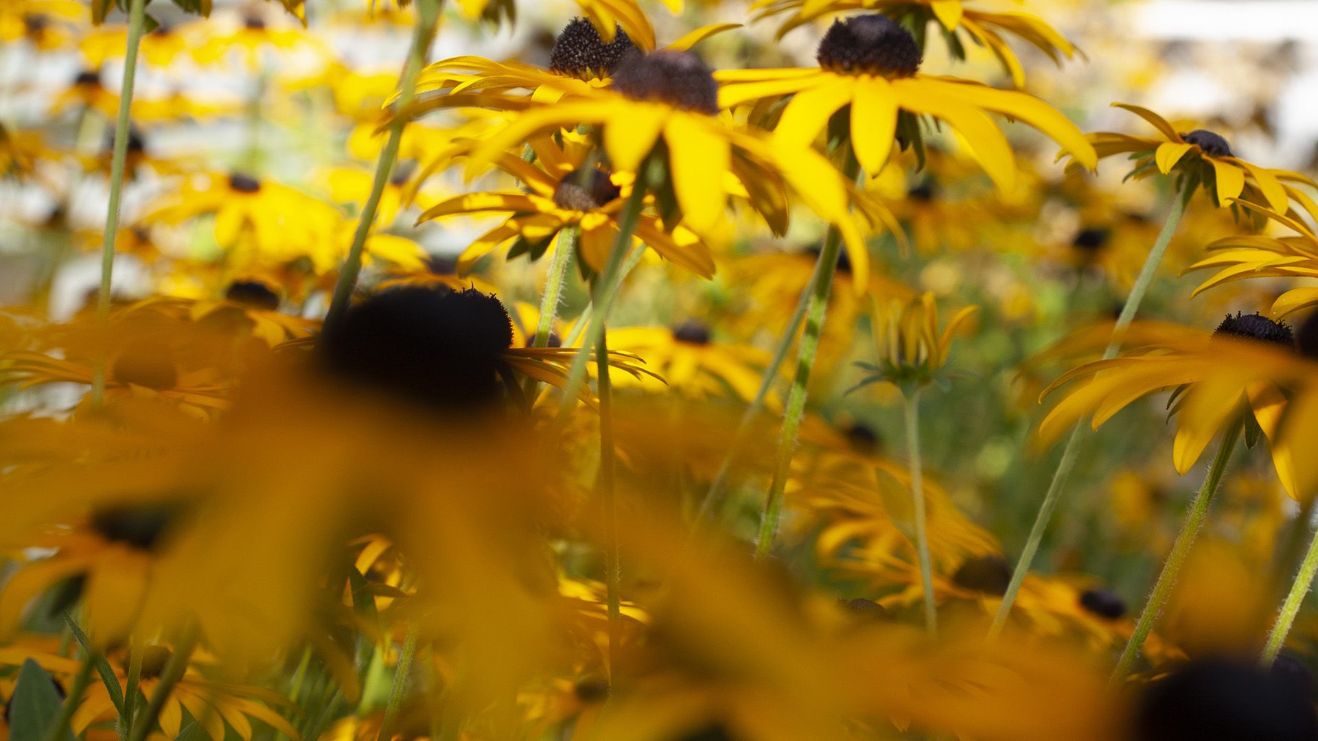 1920x1080 Black Eyed Susan