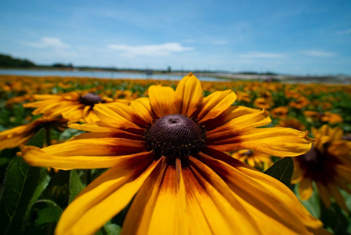 1200x802 Black Eyed Susan, Aka Rudbeckia, Is A Summer Classic As #flowers Go, So The Updated Version Is Especially Exciting! 'Sunbeckia Mia' (pictured) Is A Low Maintenance Perennial With Large, Yellow Blooms That Feature A