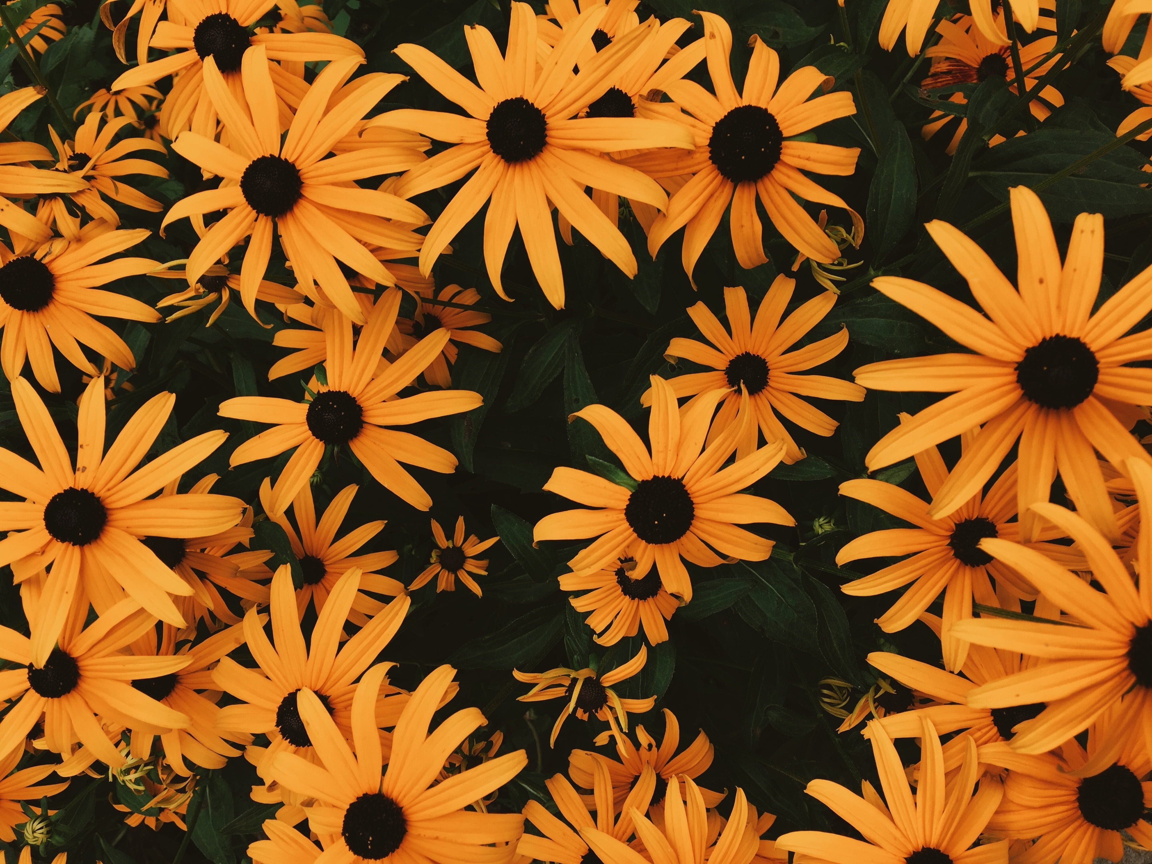 4032x3024 Black Eyed Susan Nature Widescreen Wallpaper 117699