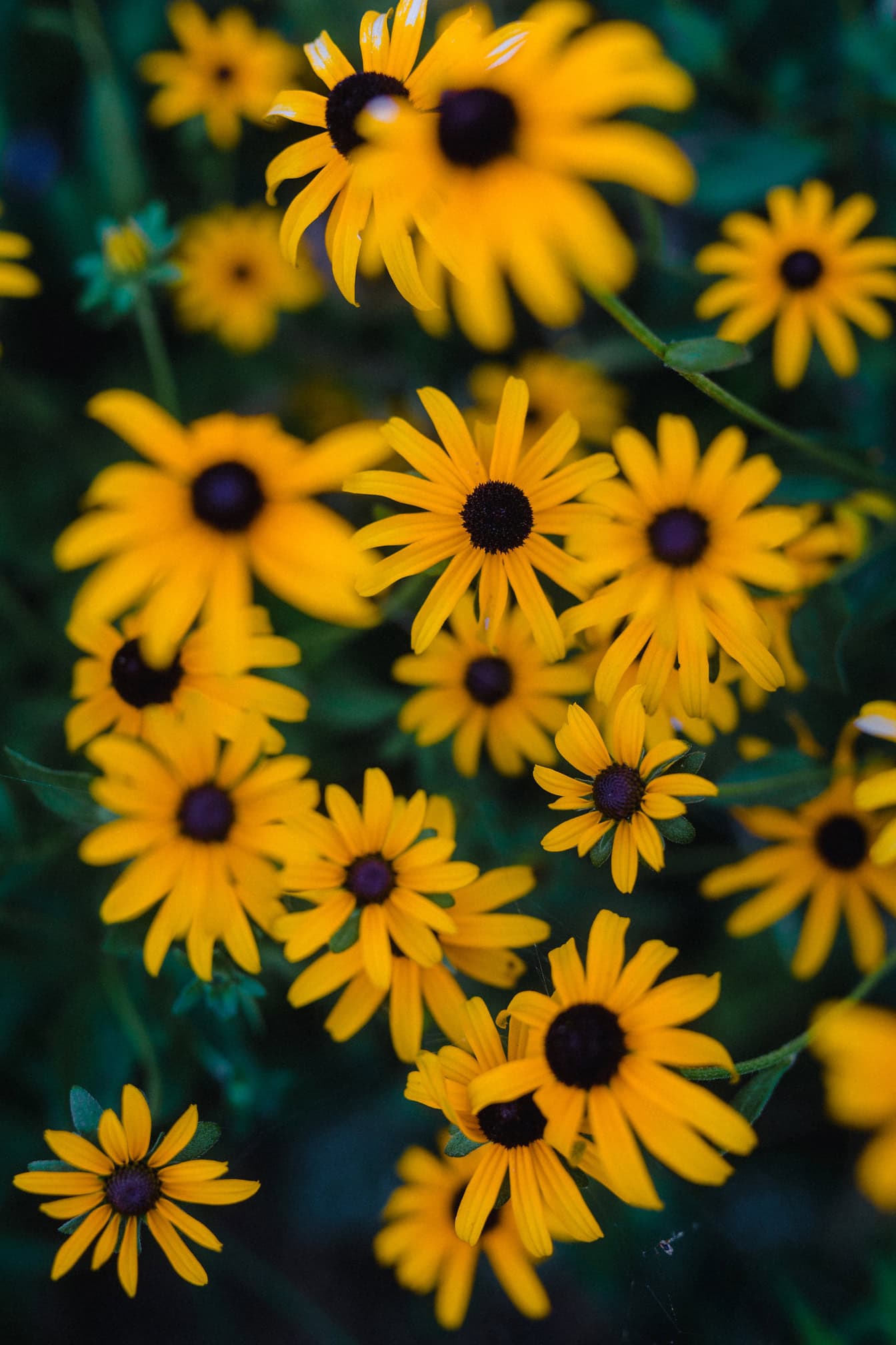 1344x2016 Free Picture: The Black Eyed Susan (Rudbeckia Fulgida), A Blooming Orange Yellow Flowers Of Perennial Herb