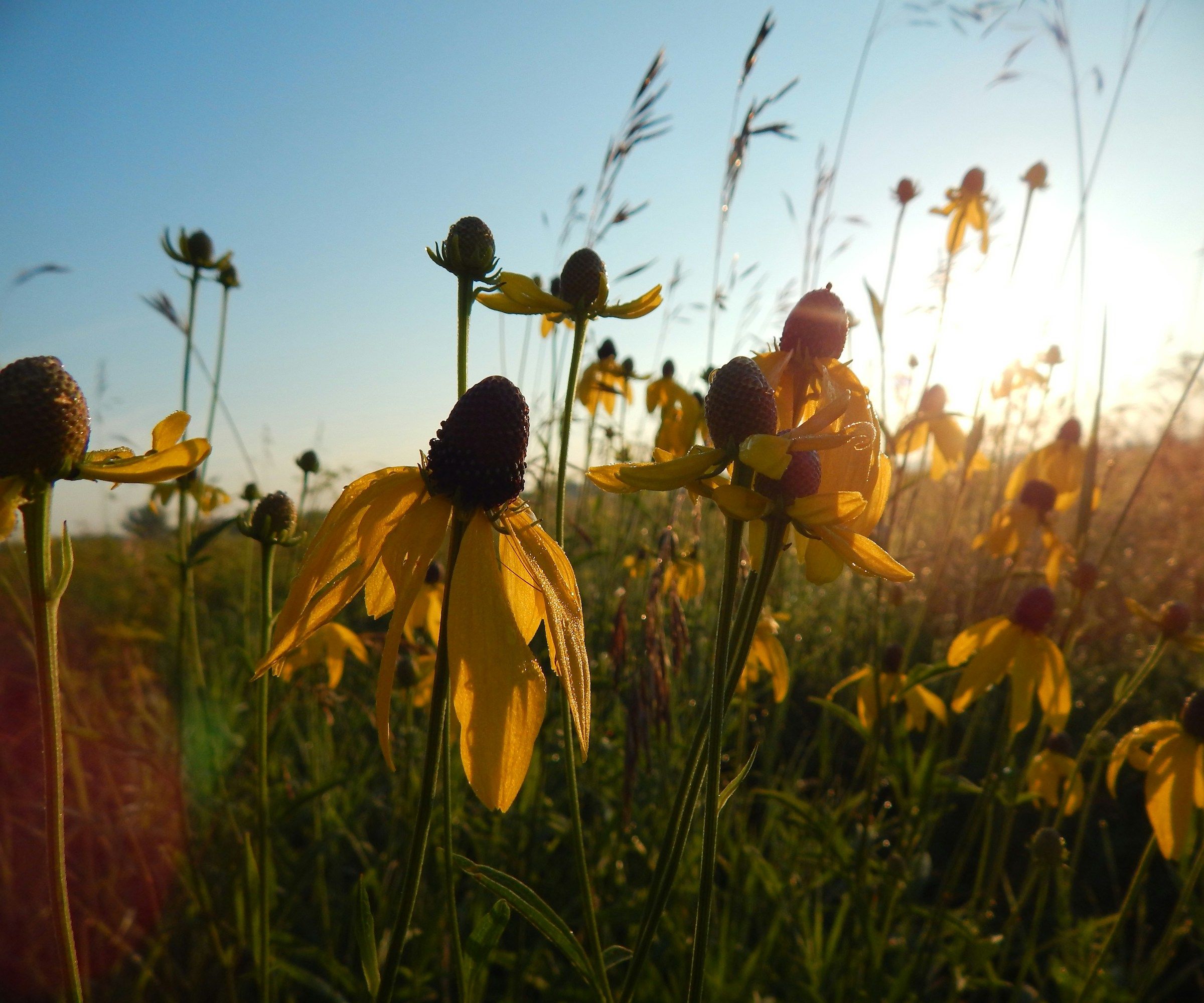 2400x2000 How To Winterize Black Eyed Susans: 4 Expert Steps. Homes And Gardens