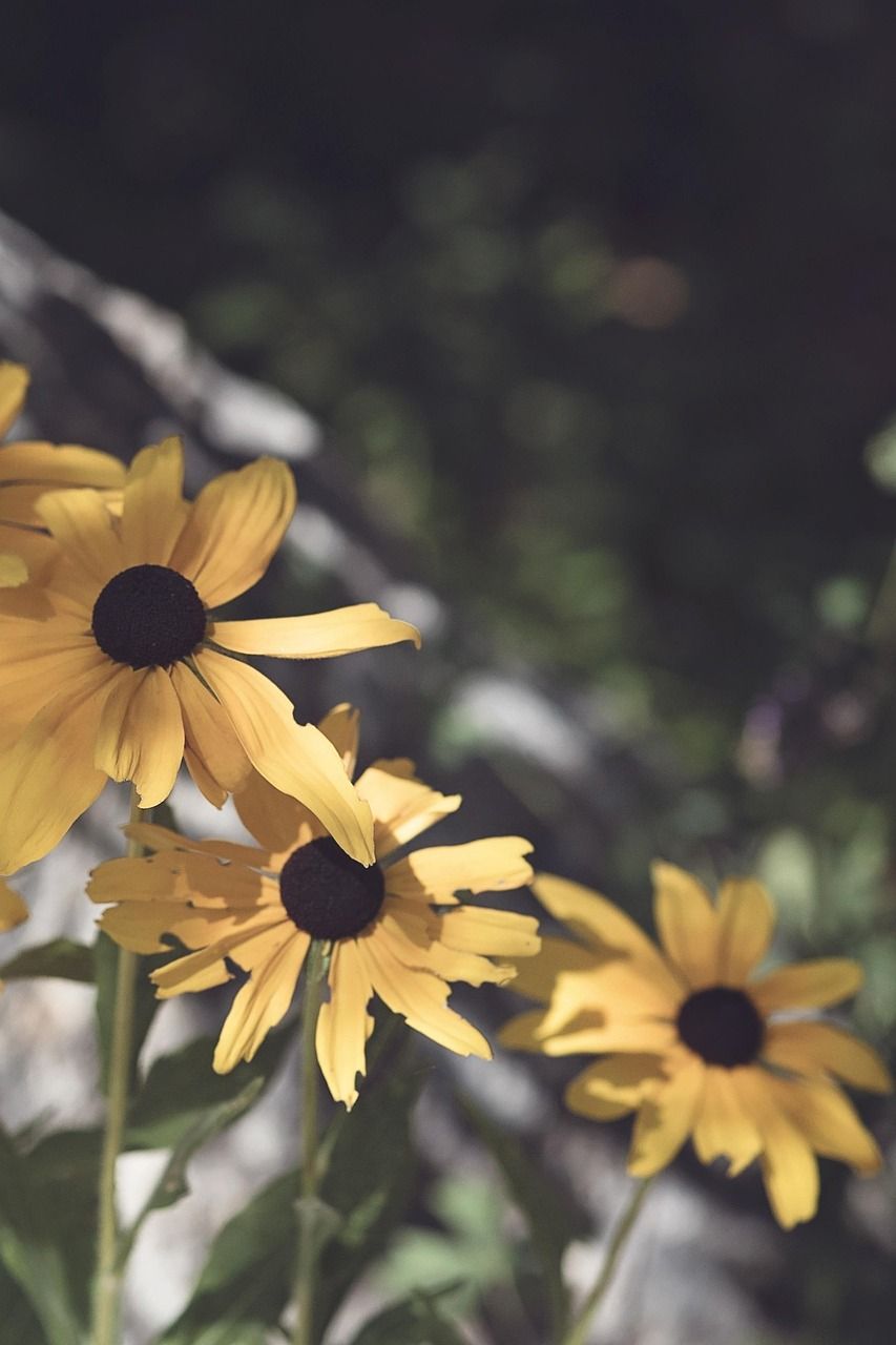 853x1280 Black Eyed Susan Yellow Garden