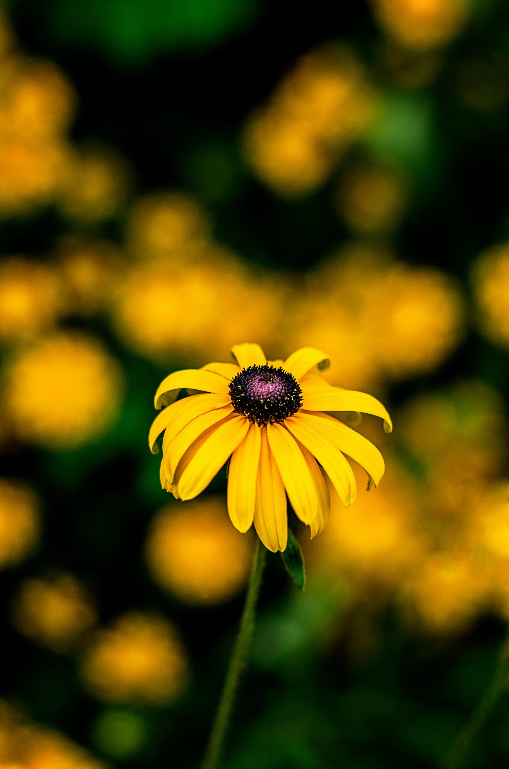 1696x2560 Black Eyed Susans
