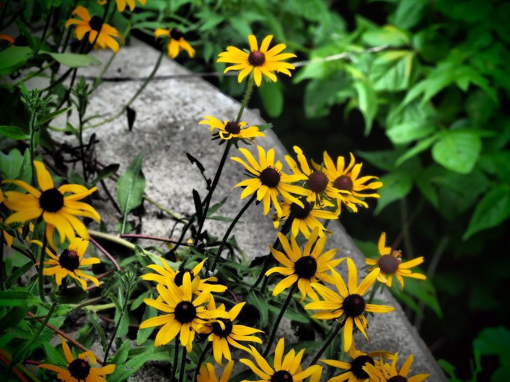 1024x768 Wild Black Eyed Susans, Milltown Indiana—Olympus Dramatic