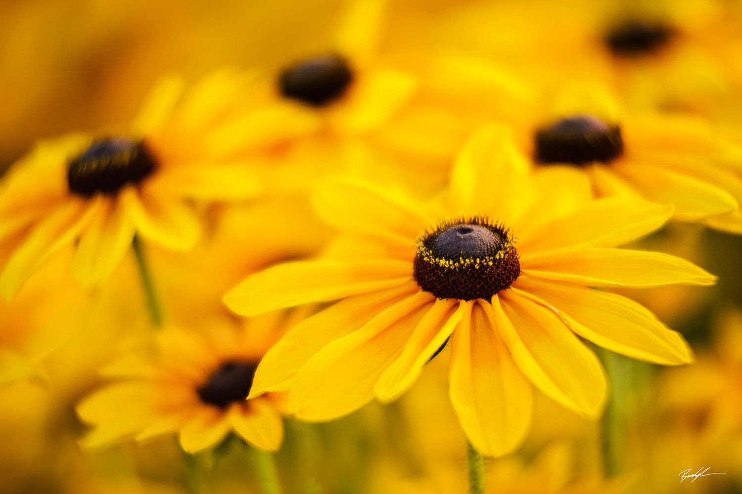 1500x1000 The Best Image of 2016: Black Eyed Susan Cluster Kesner Photography