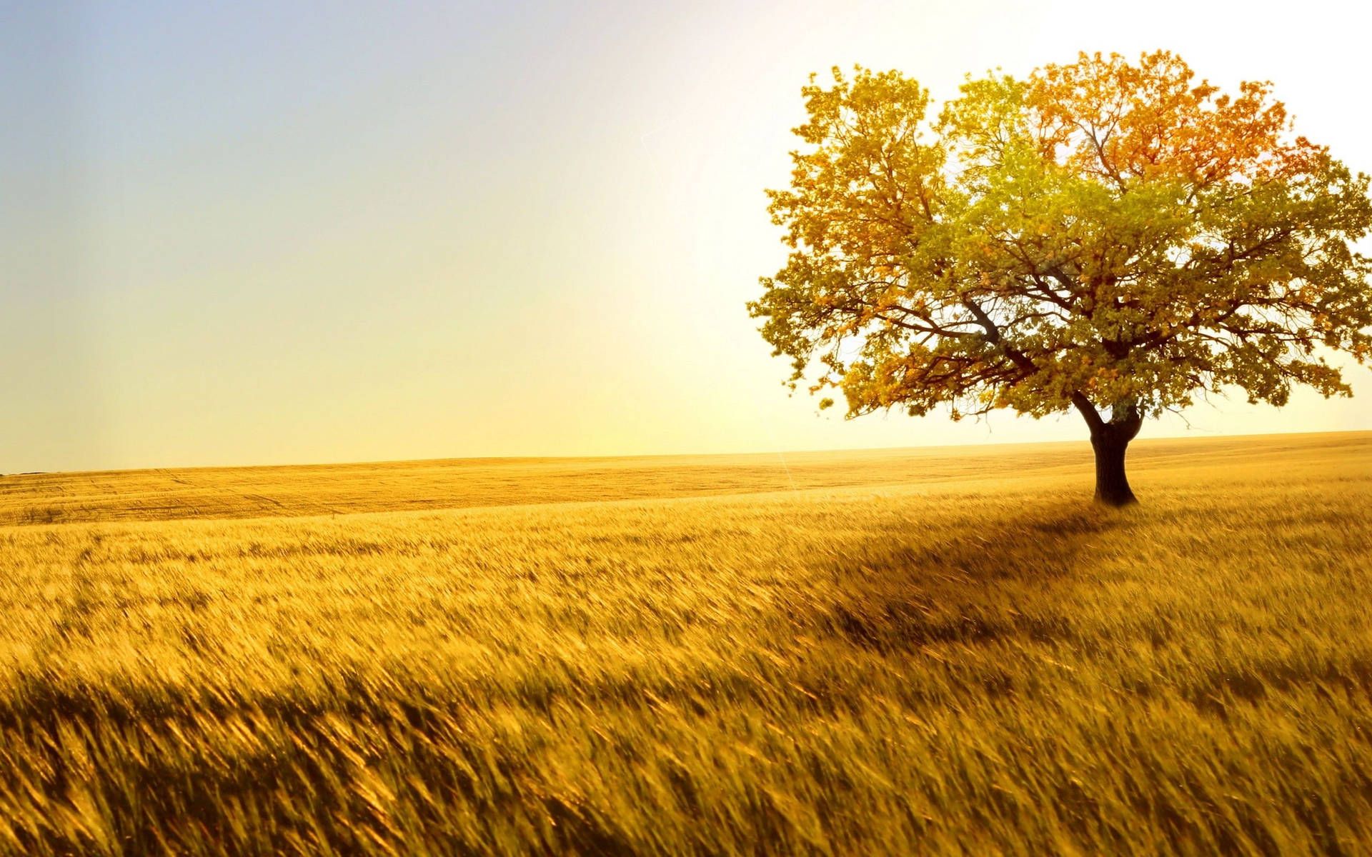 1920x1200 Download Golden Scenic Nature Wallpaper