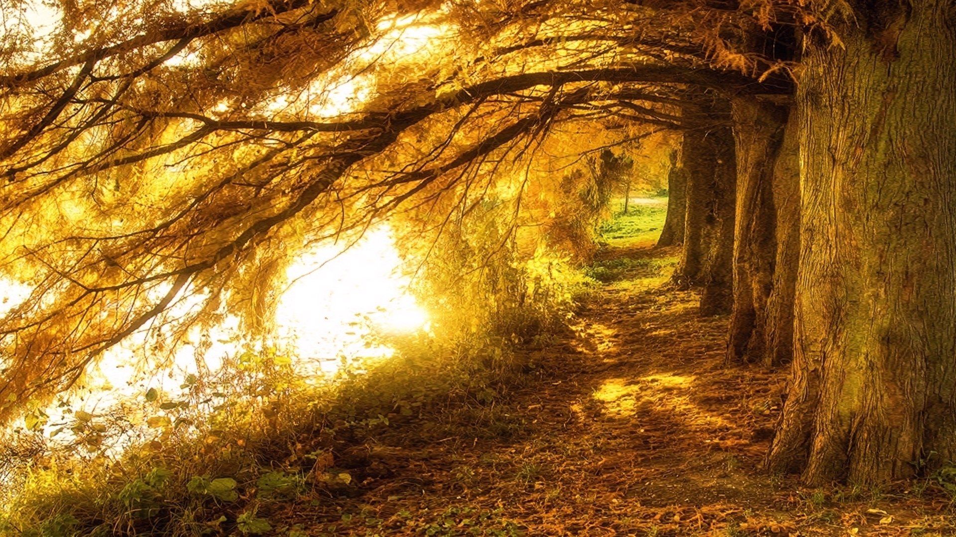 1920x1080 Golden Tree Canopy: A Stunning Nature HD Wallpaperx1080