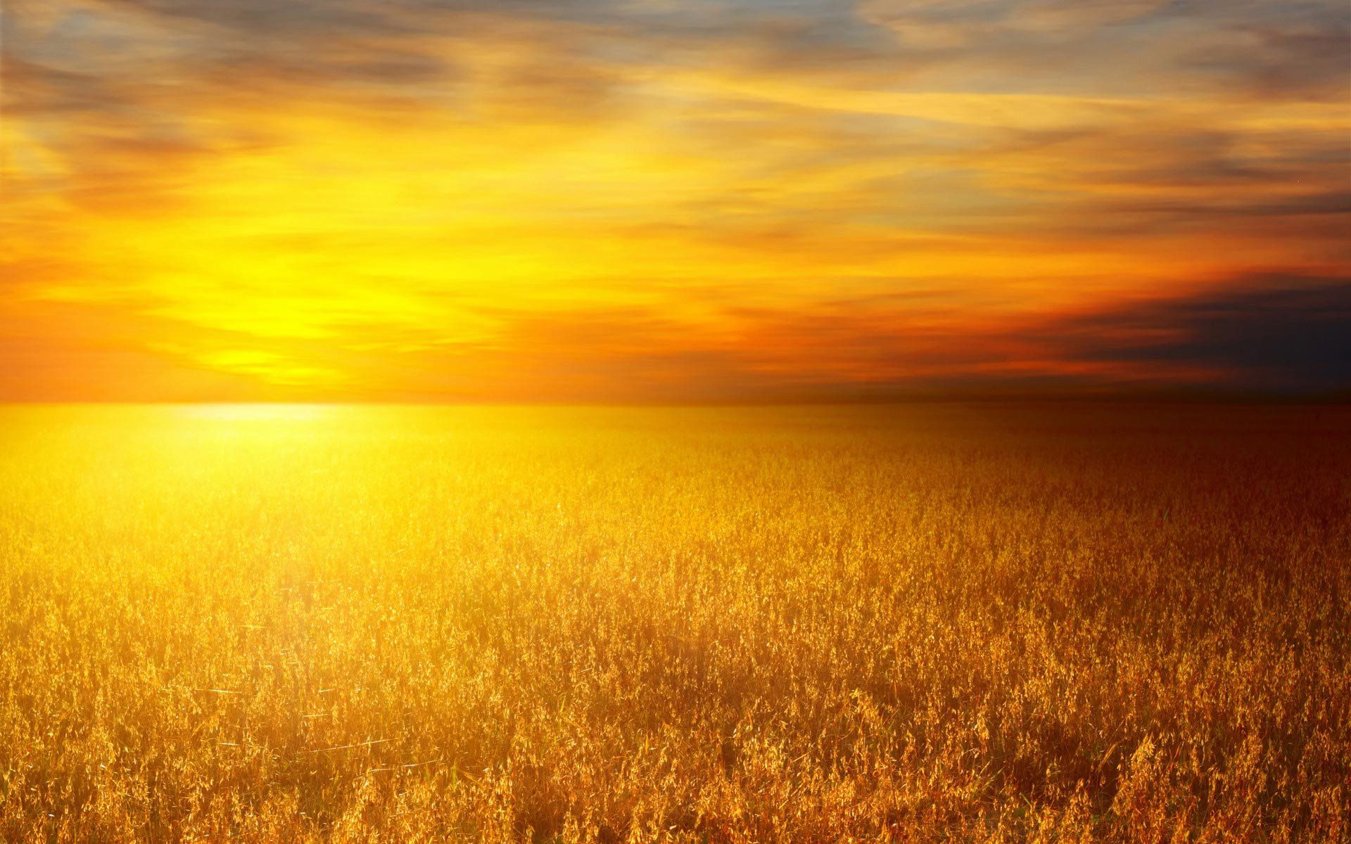 1920x1200 Stunning HD Wallpaper: Golden Nature Field at Sunsetx1200