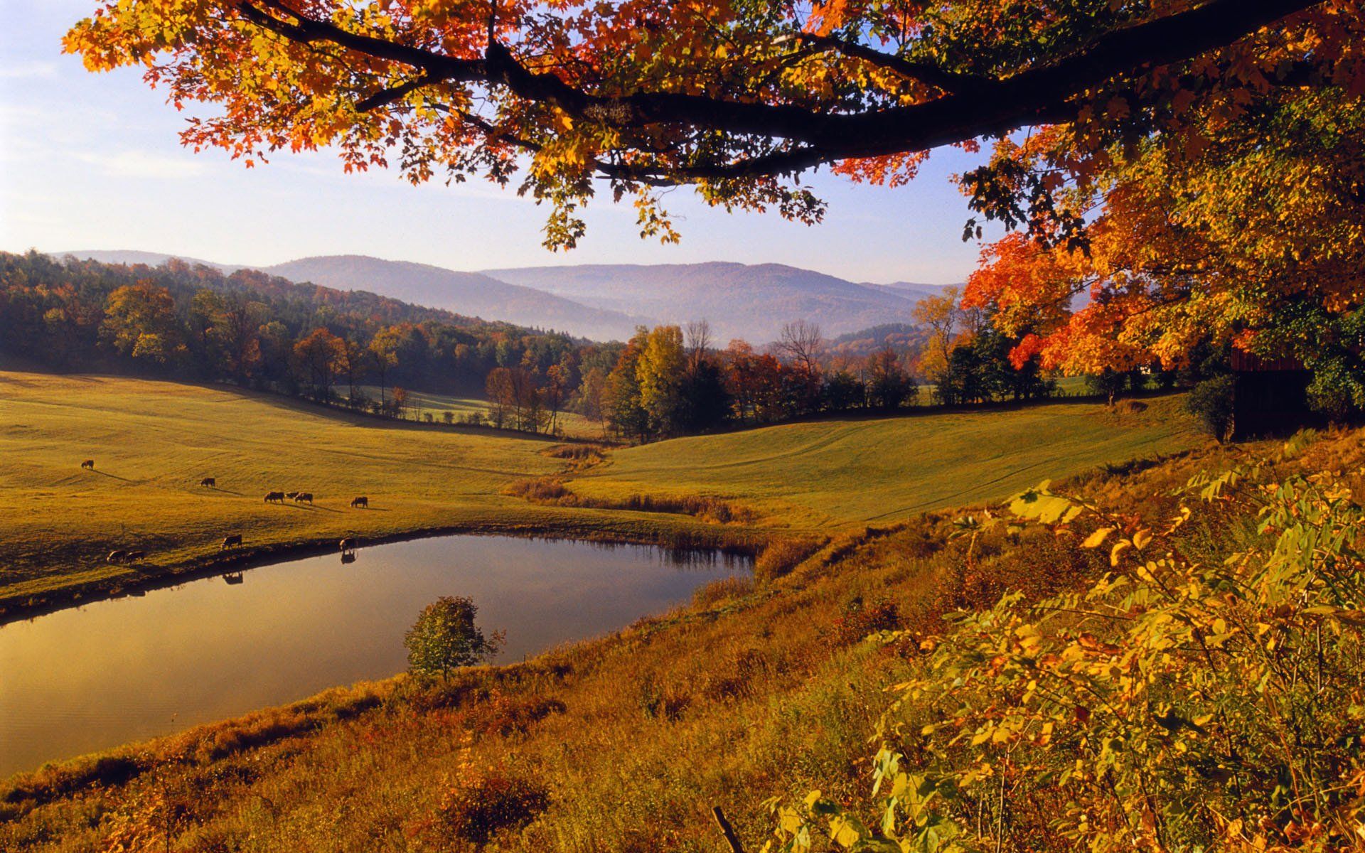 1920x1200 Serene Fall Nature HD Wallpaper: Autumn's Golden Landscapex1200