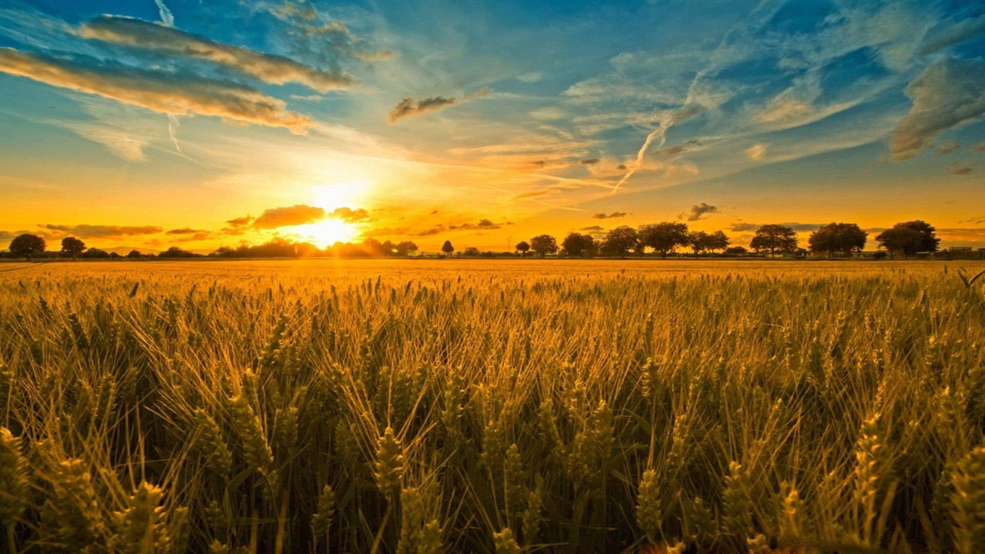 1920x1080 Golden Sunset Over the Serene Cornfield. HD Nature Wallpaperx1080