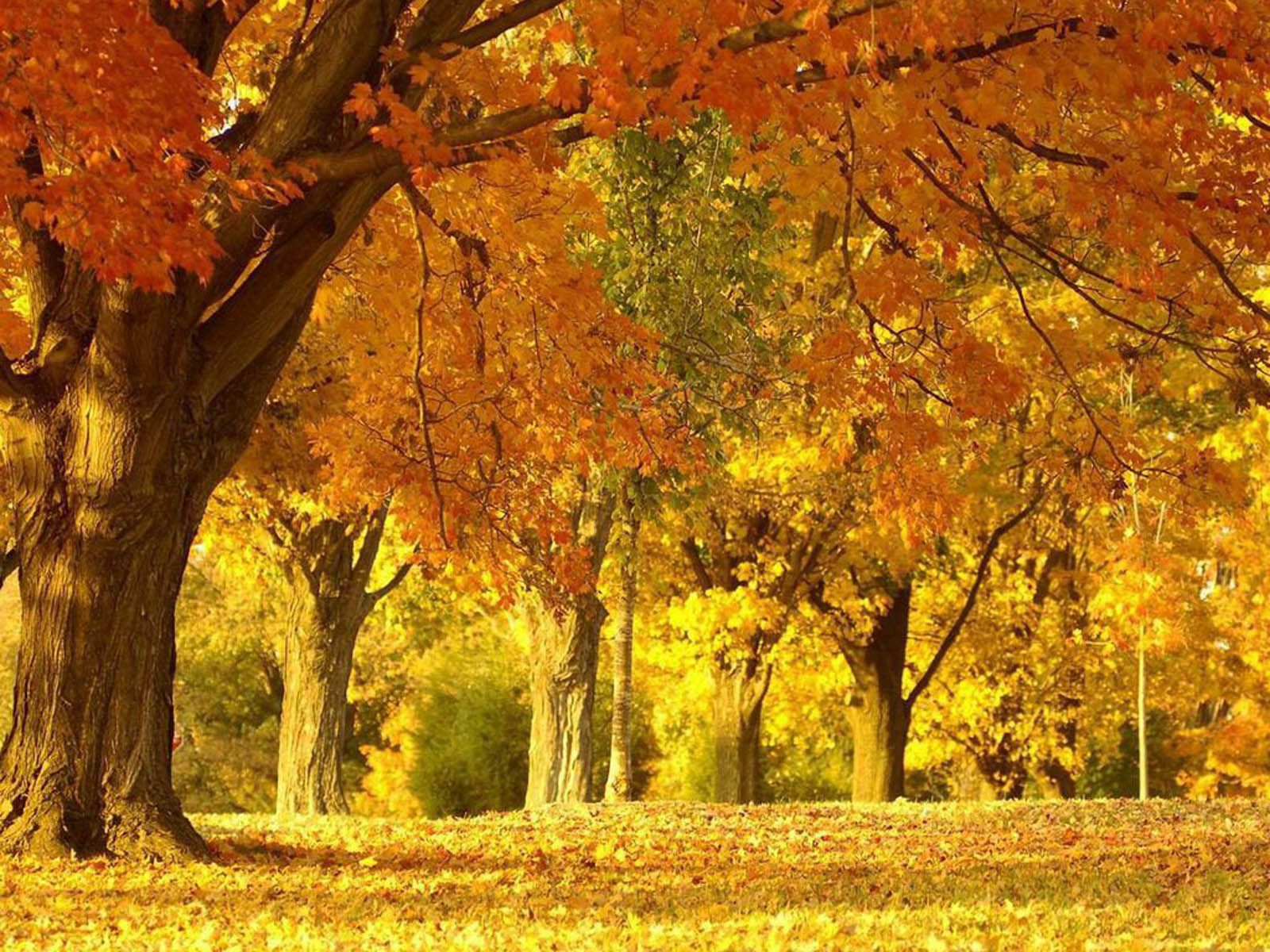 1600x1200 Beautiful Autumn Scenery Wallpaper 04. Pro Tech Consultants Home Inspections