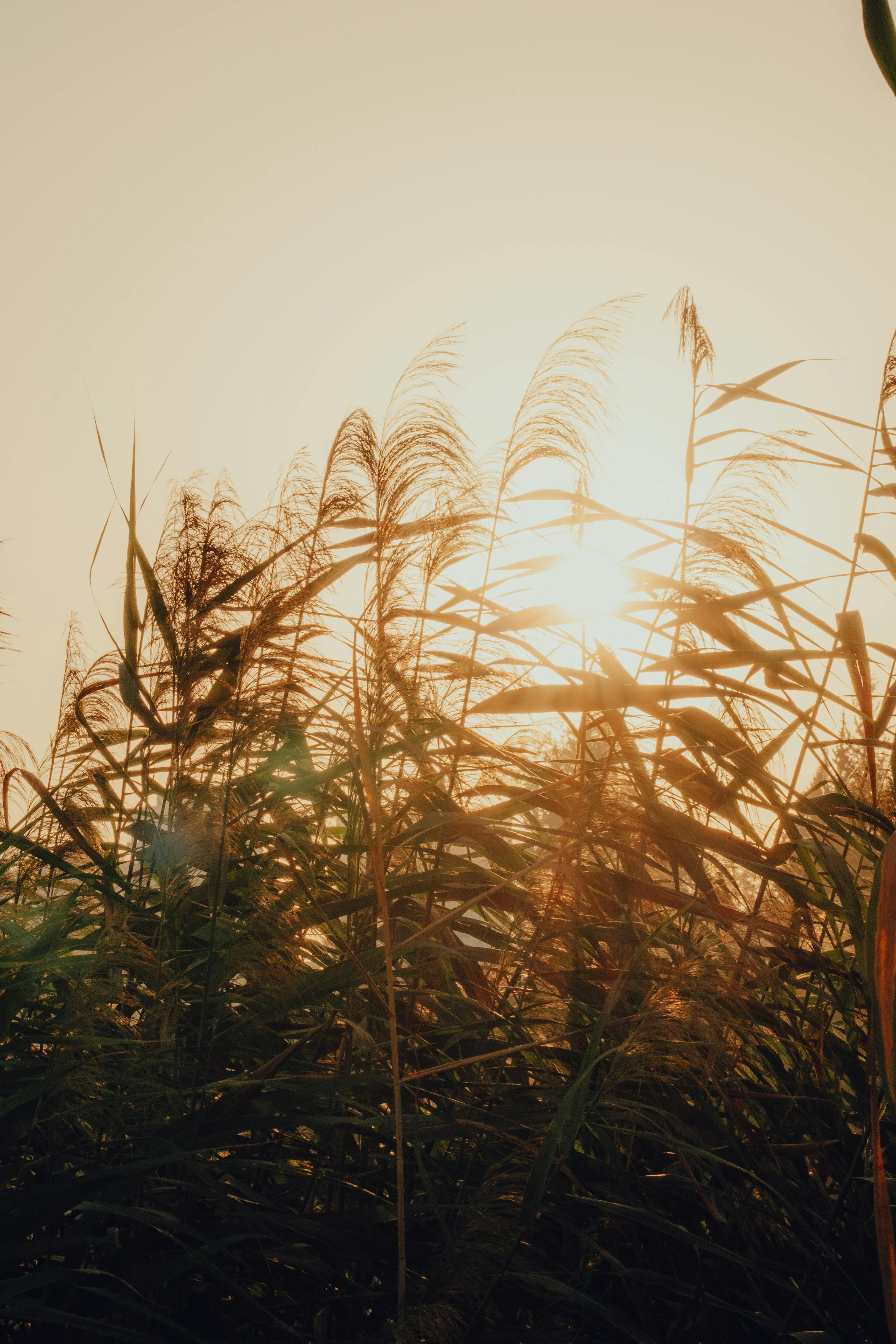 3072x4608 Golden Hour Photo, Download The BEST Free Golden Hour & HD Image
