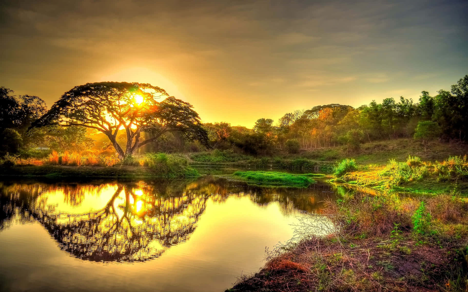 1920x1200 Download Tree Golden Sunset 4K Ultra HD Landscape Wallpaper