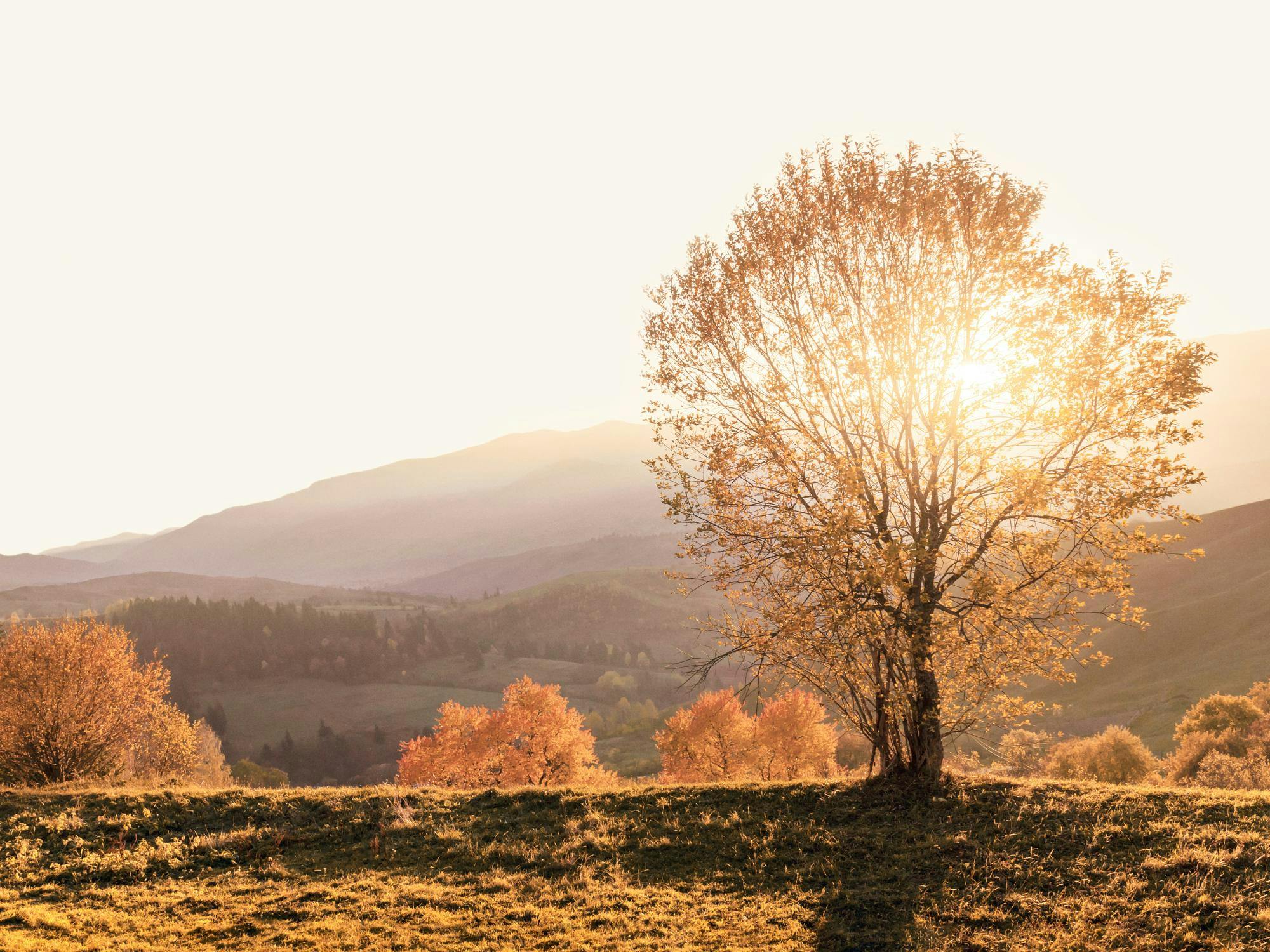 2000x1500 Autumn Morning Poster with Golden Landscape. Poster Store CA