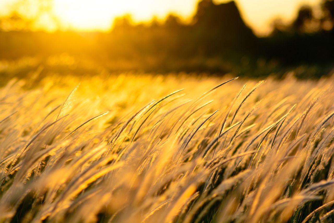 1280x853 Golden Nature & Nature Image