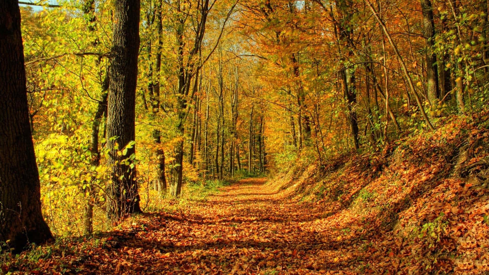 1920x1080 Download A stunning golden landscape during the perfect fall season. Wallpaper