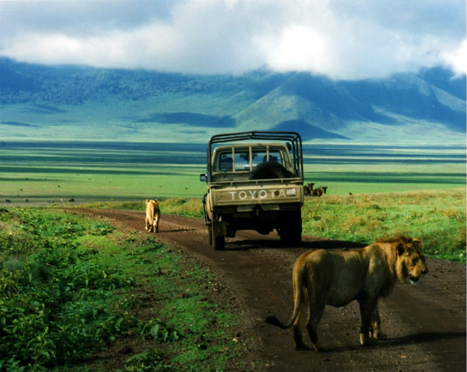 1536x1224 Download Safari Vehicle And Lion Ngorongoro Crater Northern Tanzania Wallpaper