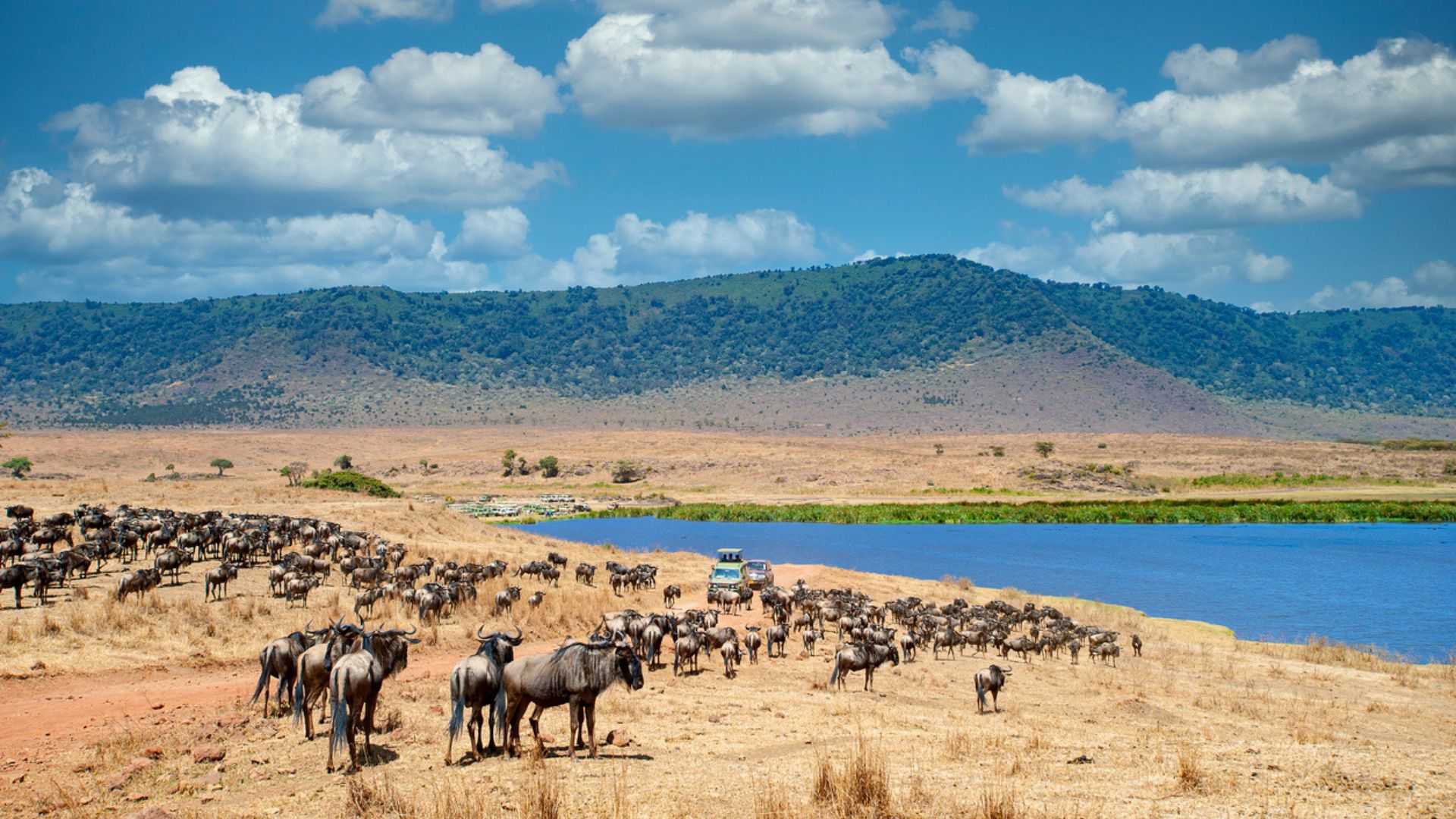 1920x1080 A Guide To Ngorongoro For First Time Visitors