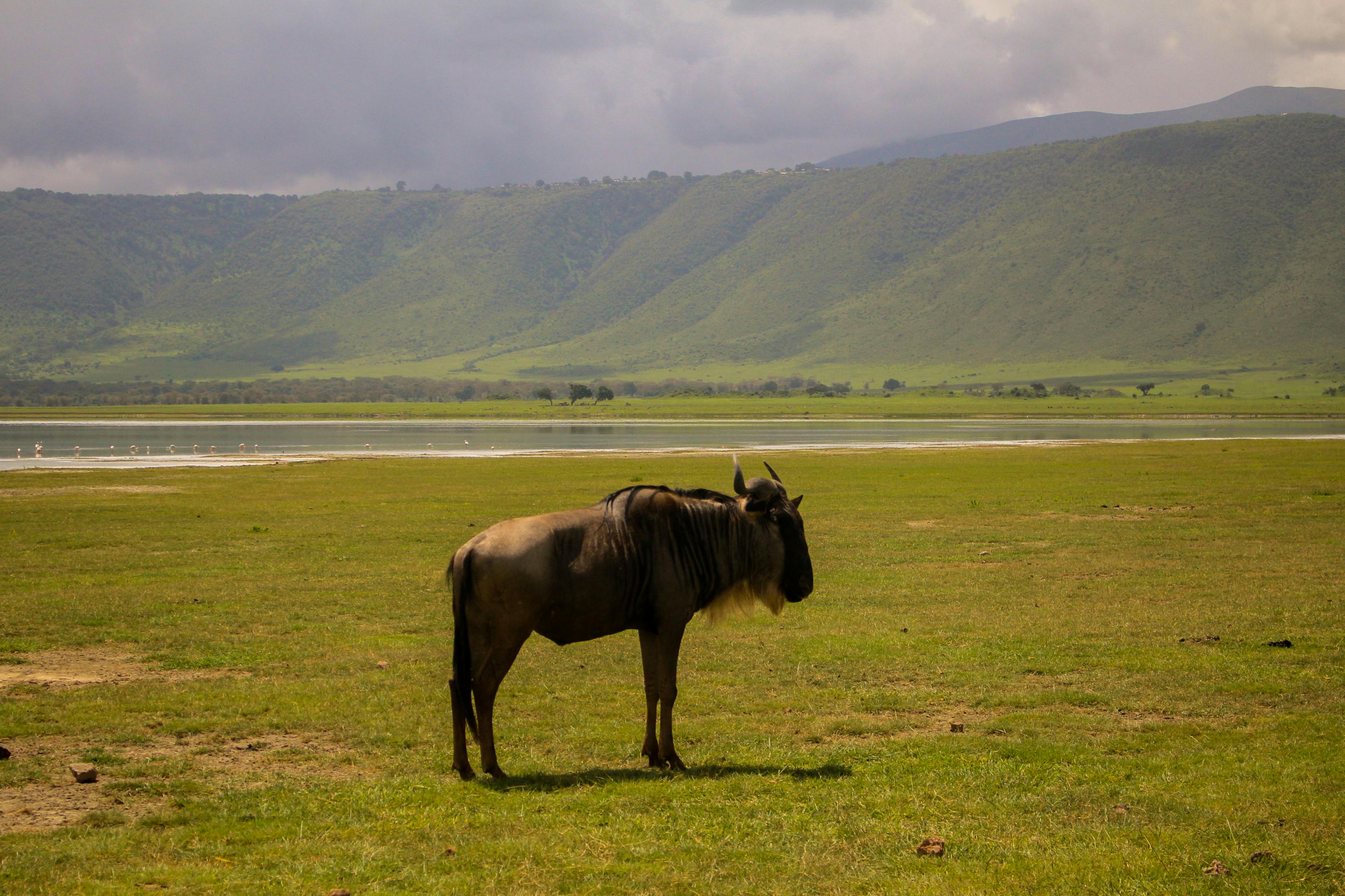 3348x2232 Ngorongoro Crater Photo, Download The BEST Free Ngorongoro Crater & HD Image