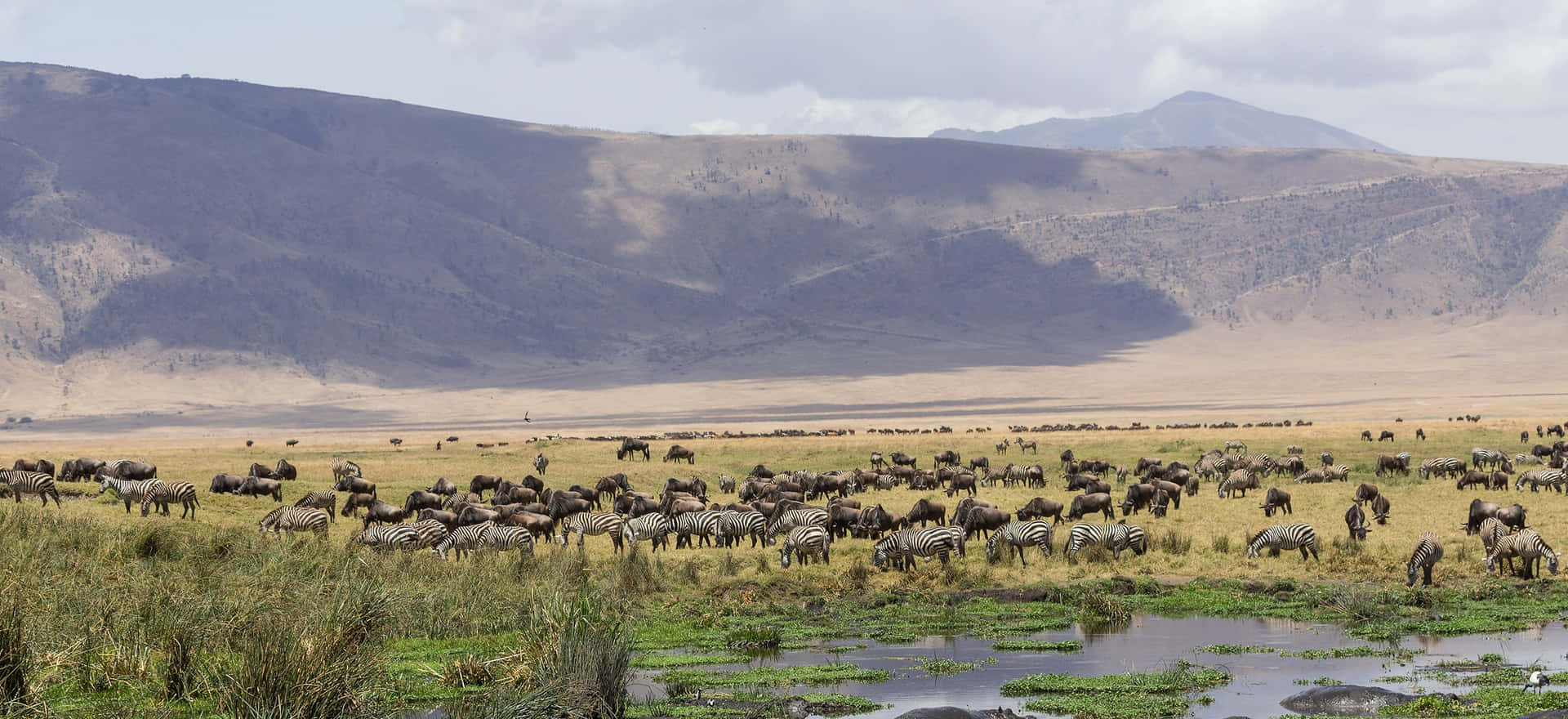 1920x880 Download Captivating wildlife at the Ngorongoro Crater in Northern Tanzania Wallpaper