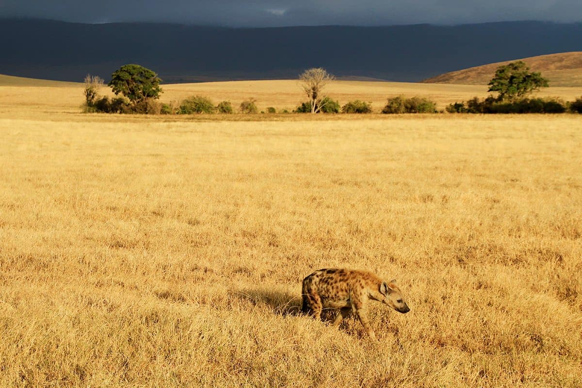 1200x800 Wildlife in the Ngorongoro Crater