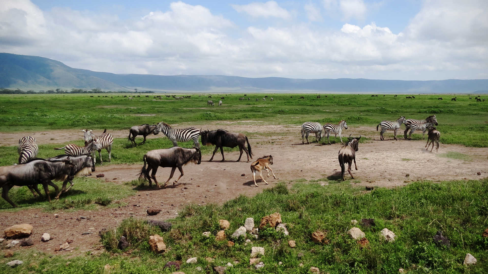 1920x1080 Tanzania National Parks