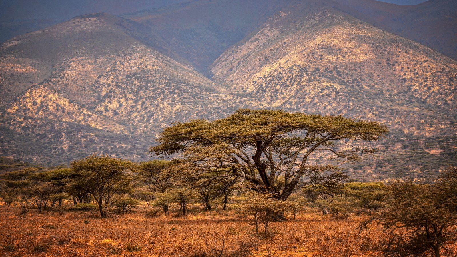 1600x900 Safari Holidays In Ngorongoro Conservation Area, Tanzania For 2026 2027