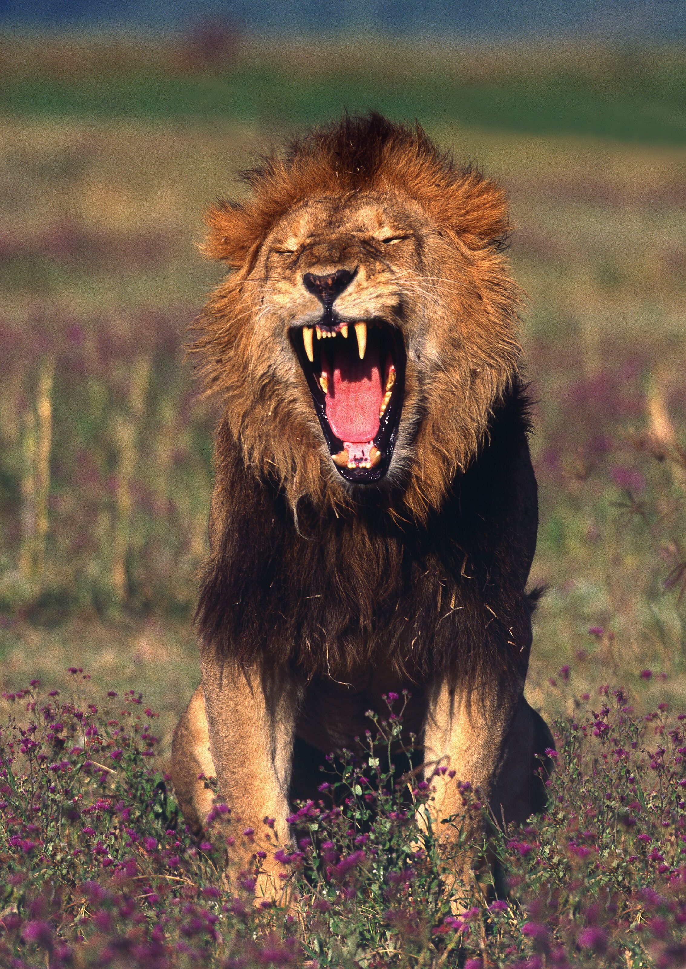 2267x3200 Male Lion, Ngorongoro Crater, Tanzania Your Way