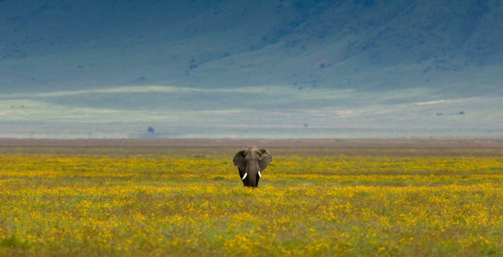 2000x1024 Bespoke Safaris in The Ngorongoro Crater, Tanzania