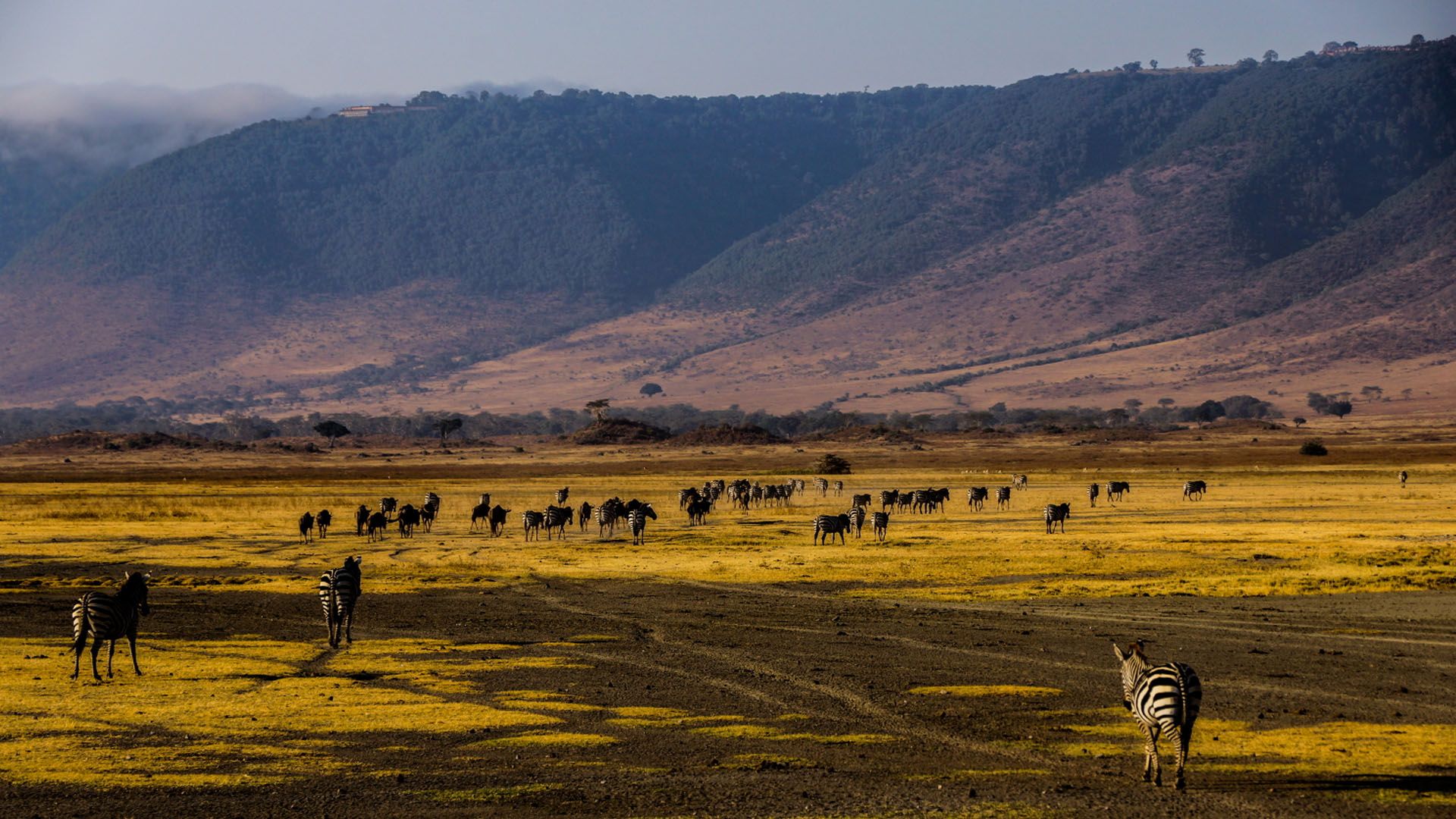 1920x1080 Ngorongoro Crater Area's Conservation Gem