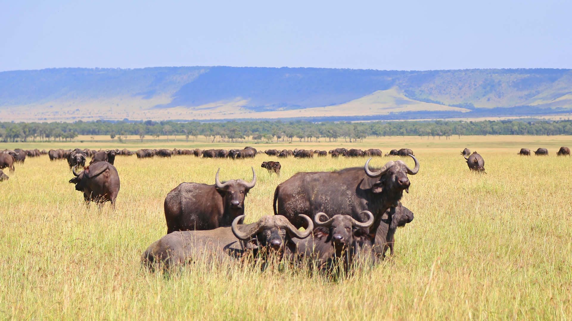1920x1080 Activities to do in Ngorongoro Crater. Tanzania Safaris Tours