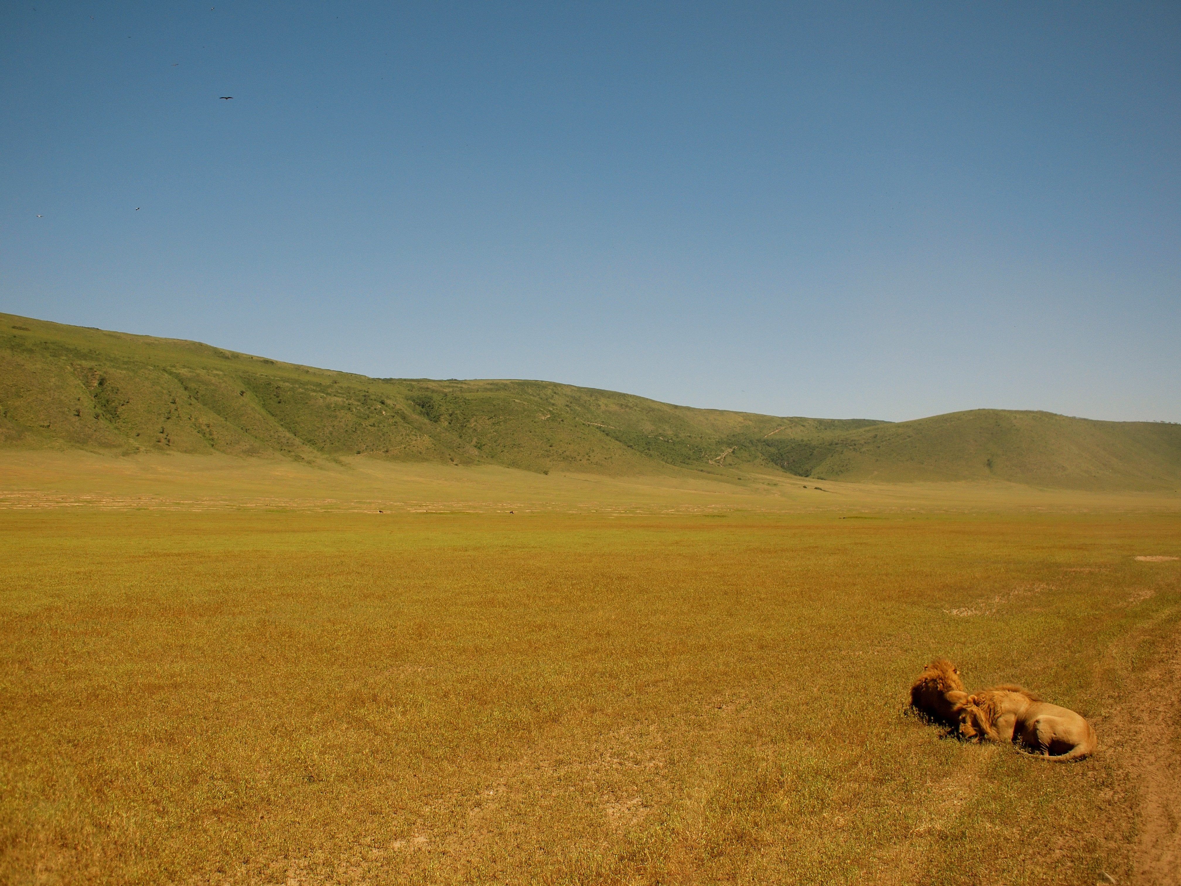 4032x3024 Lions sleeping in Ngorongoro Crater, Tanzania of the most extraordinary places in our world